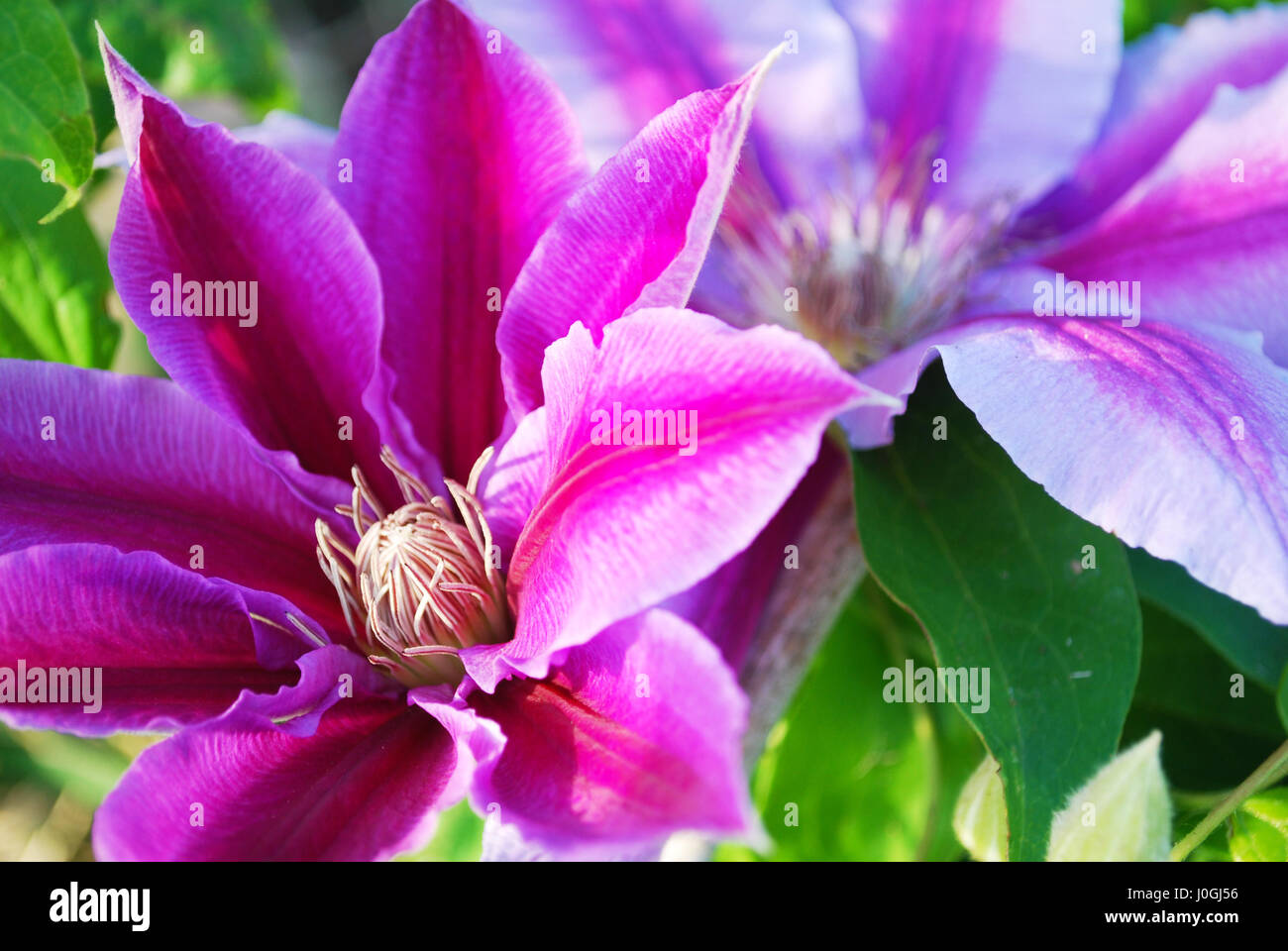 Two Clematis in Bloom Stock Photo Alamy