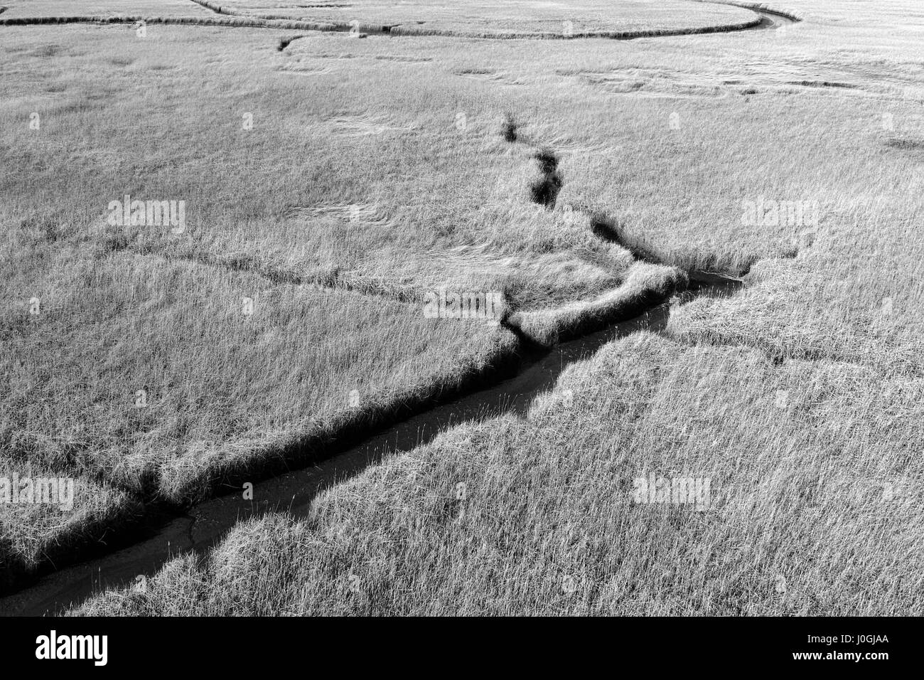 Salt Water Marsh in black and white Stock Photo