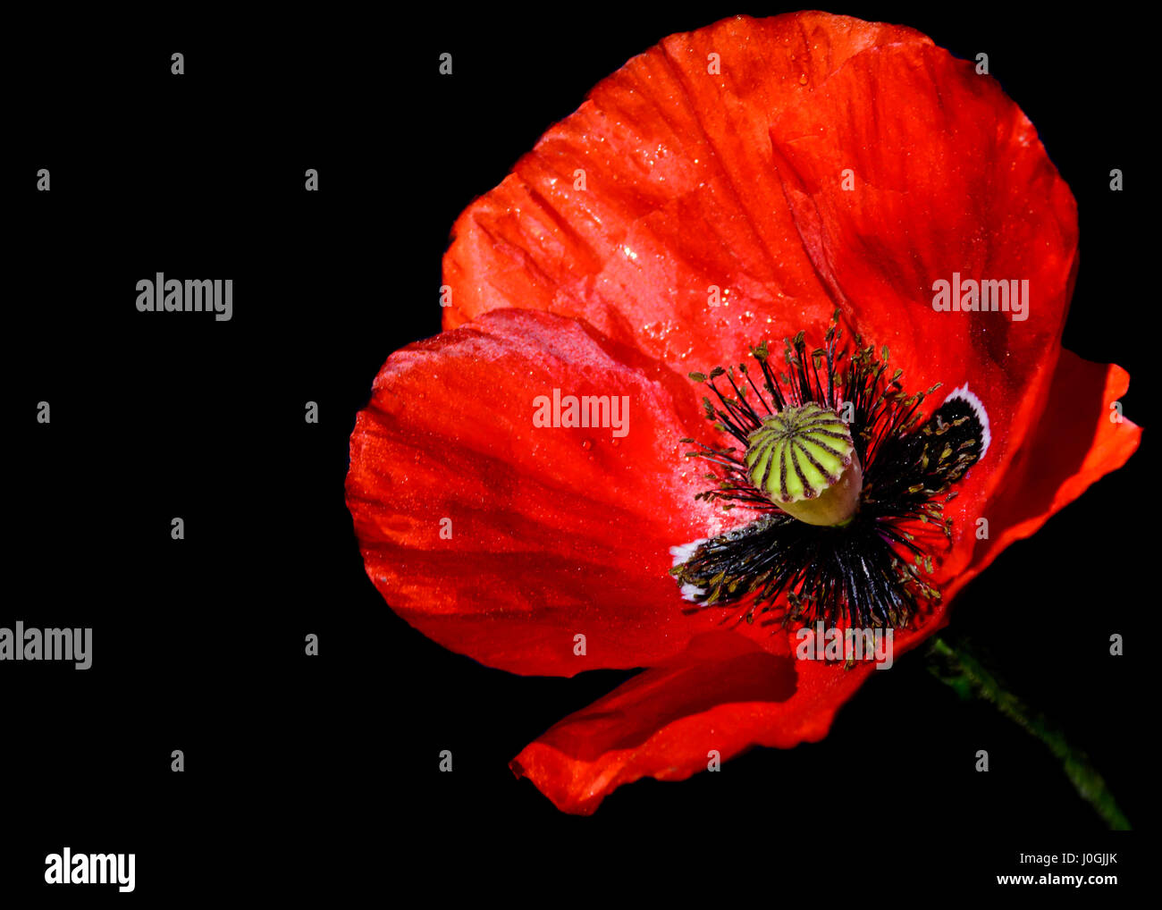 red Poppy (Papaver rhoeas) close-up against a black background Stock Photo