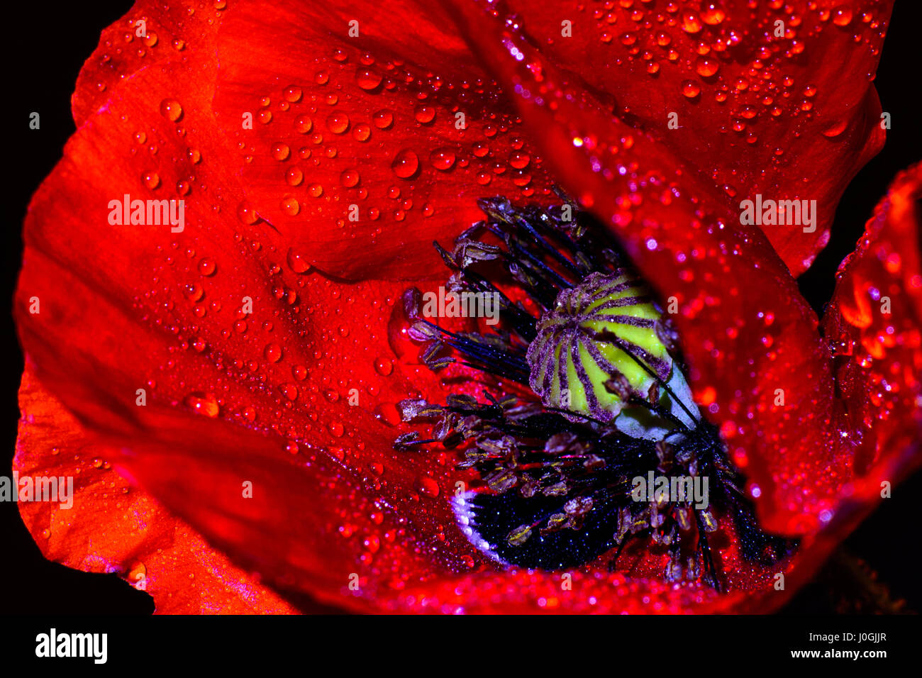 red Poppy (Papaver rhoeas) close-up against a black background Stock Photo