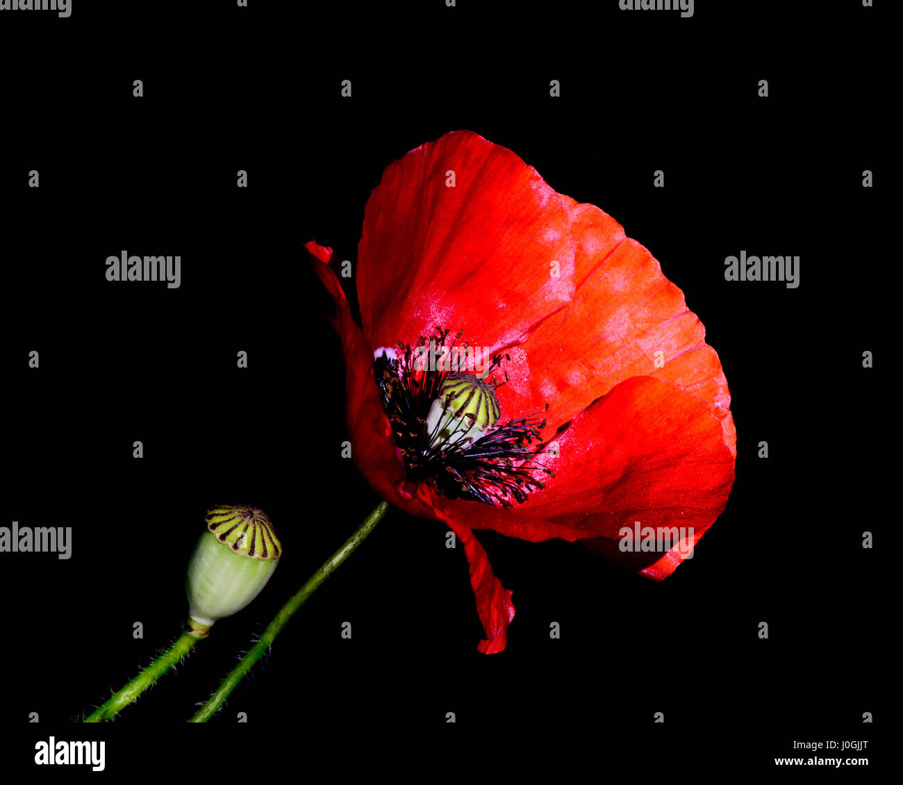 Red Poppy (Papaver rhoeas) close-up against a black background with seed pod. Stock Photo