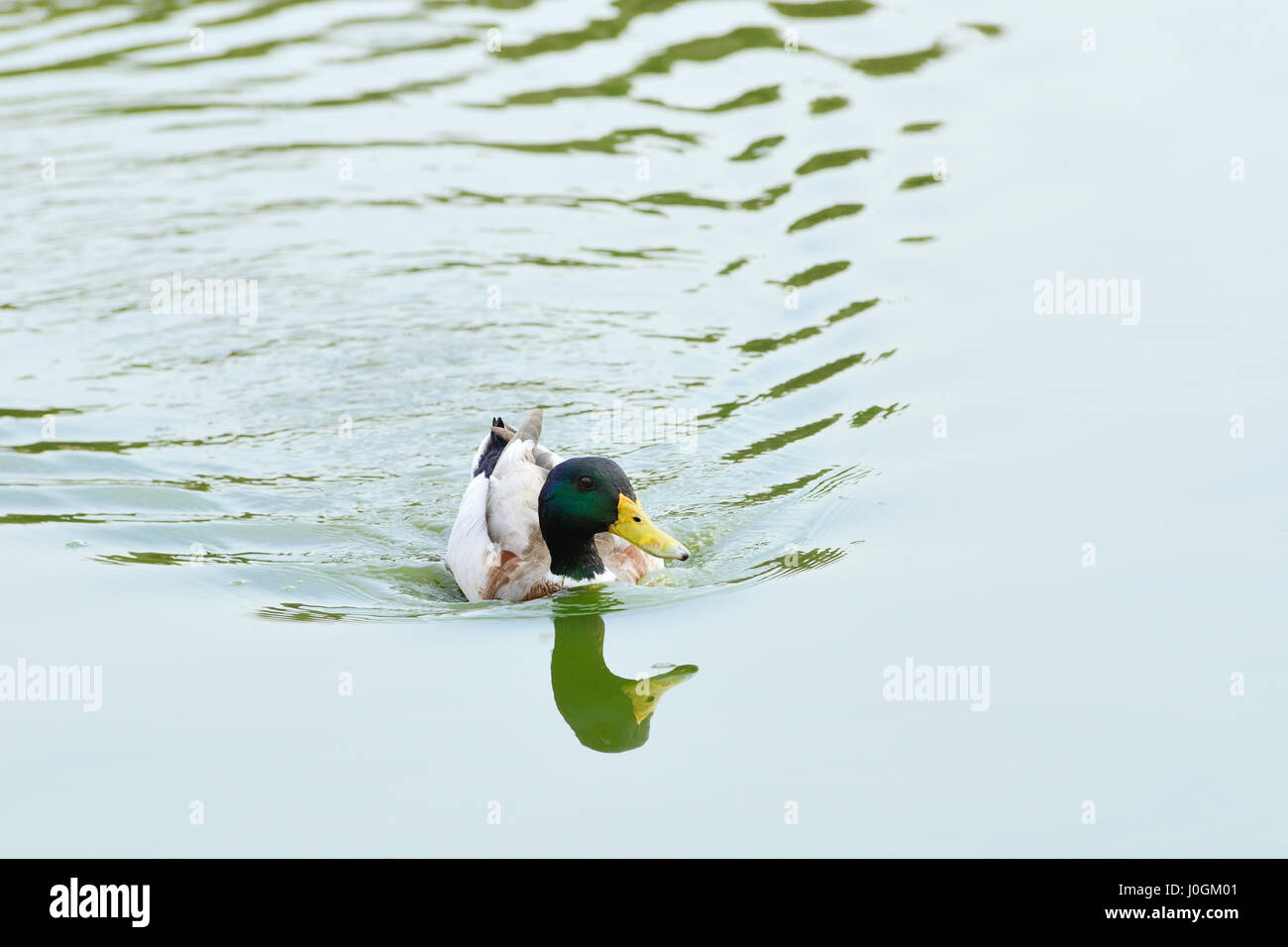 Mallard dabbling duck breeds throughout hi-res stock photography and ...