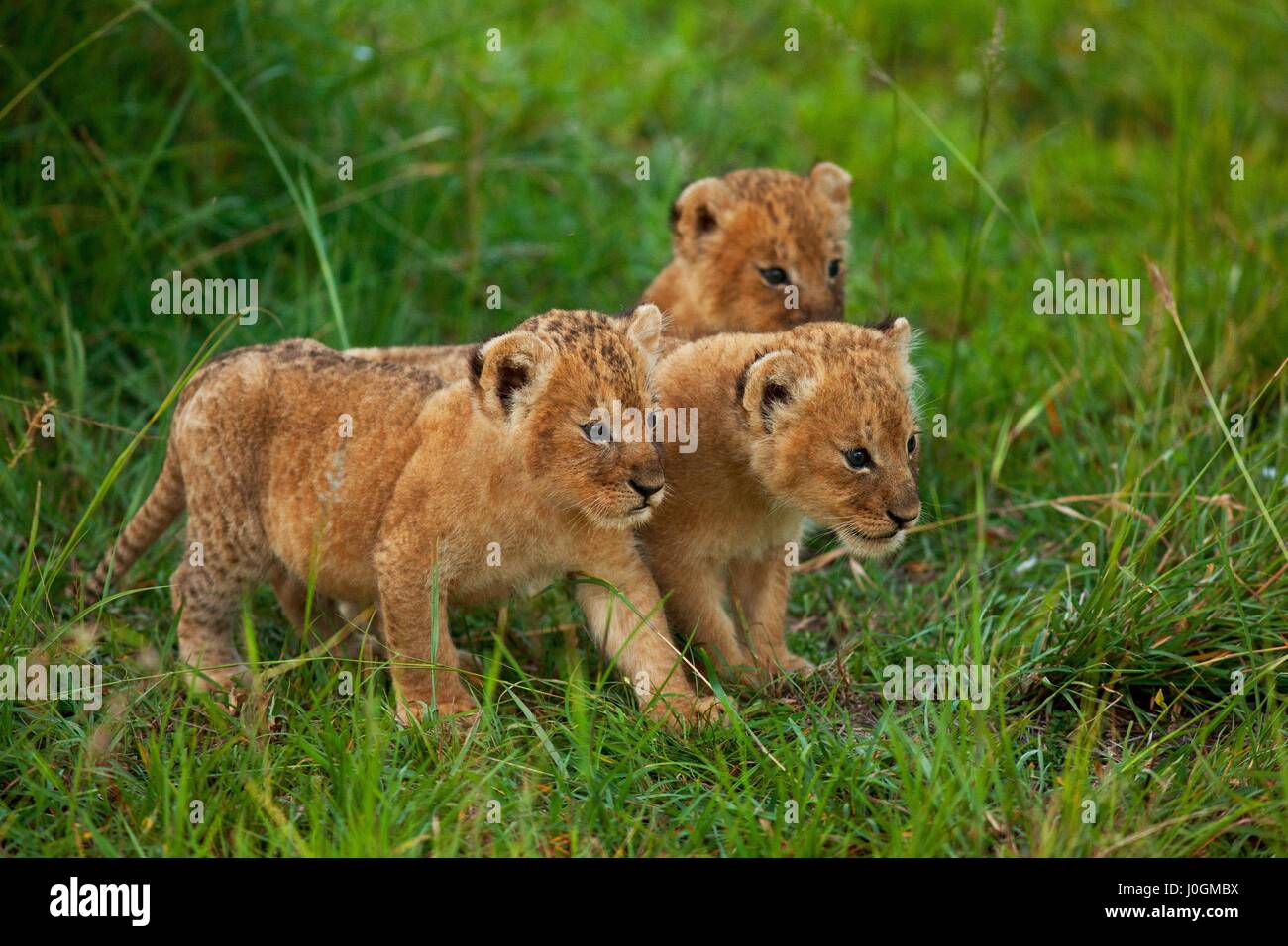 lions Stock Photo