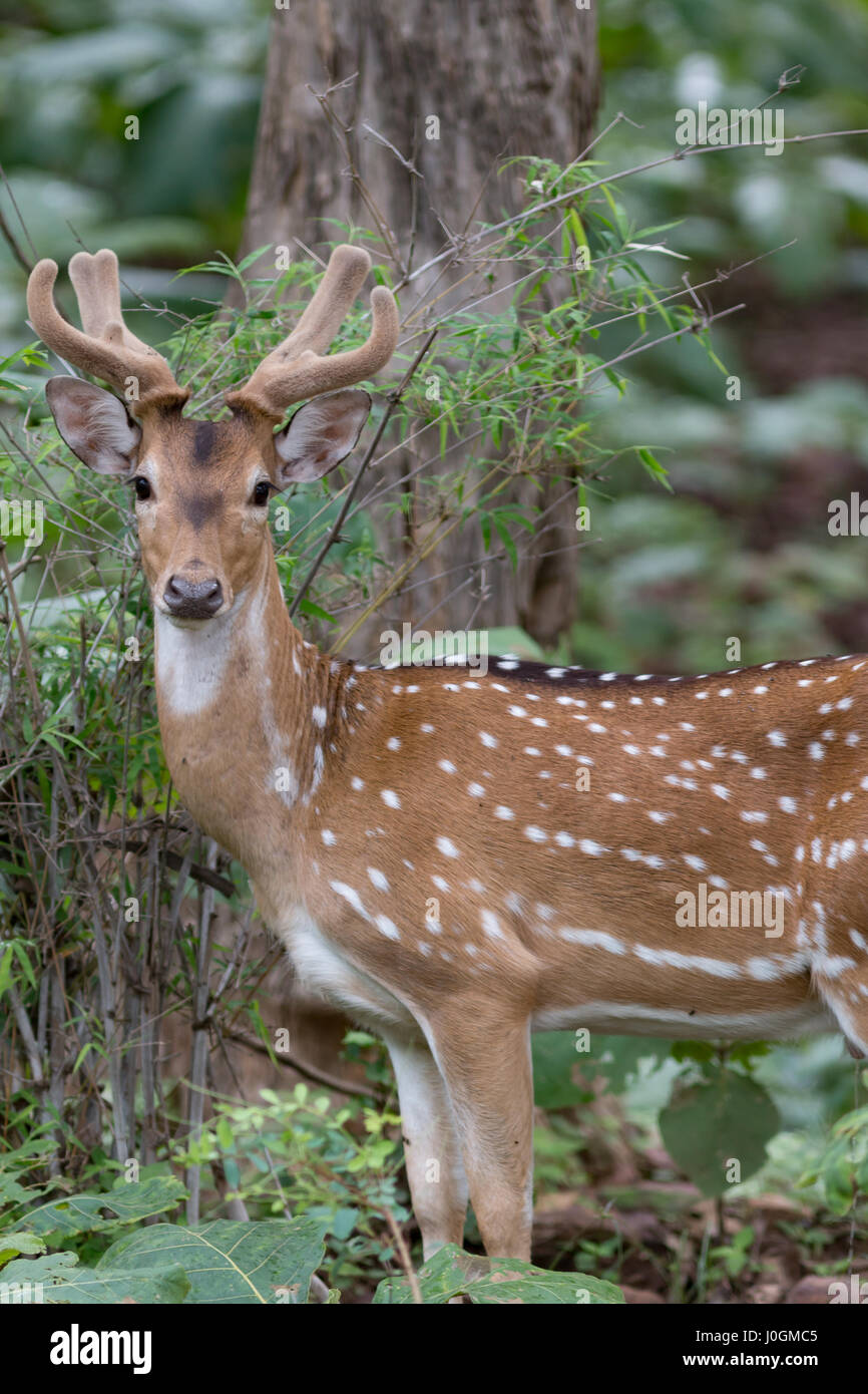 white spotted deer