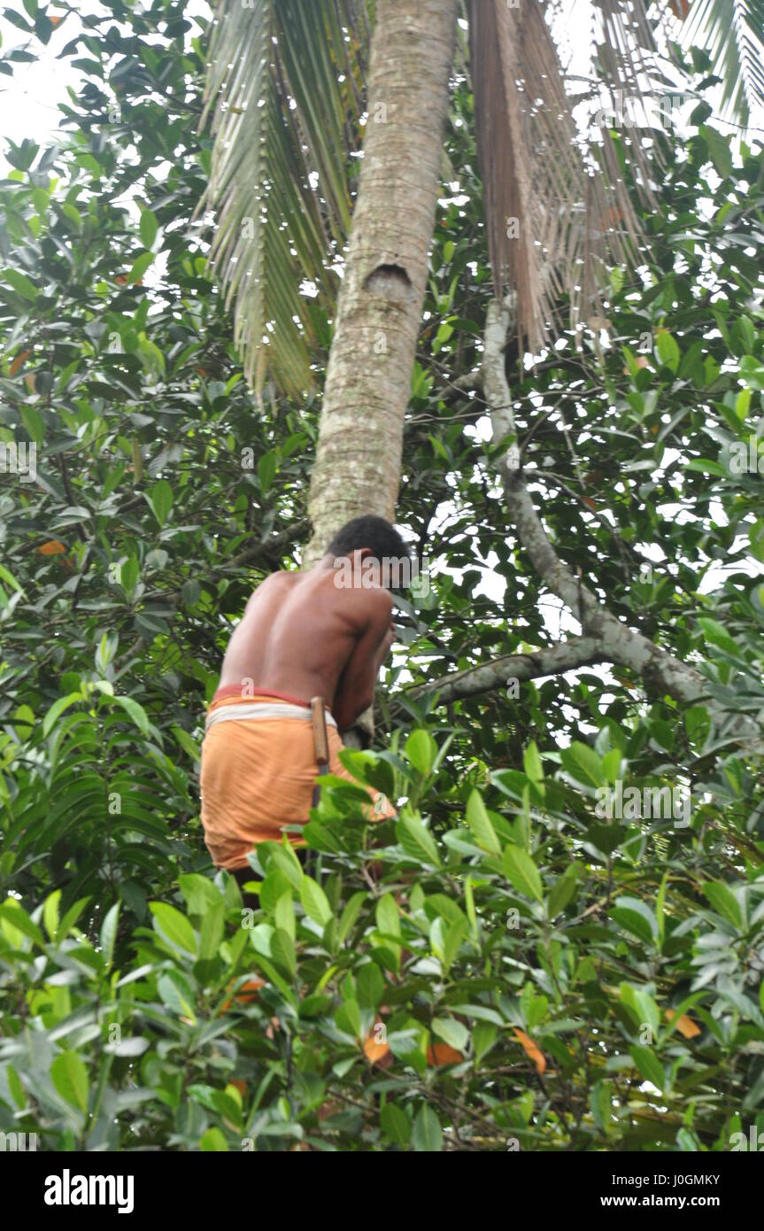 The Coconut Man, Kerala, Village Man Climbing Coconut Tree,  (Photo Copyright © by Saji Maramon) Stock Photo