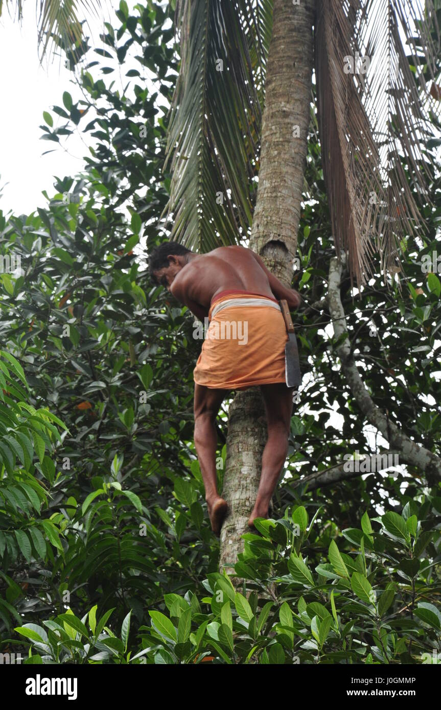 The Coconut Man, Kerala, Village Man Climbing Coconut Tree,  (Photo Copyright © by Saji Maramon) Stock Photo
