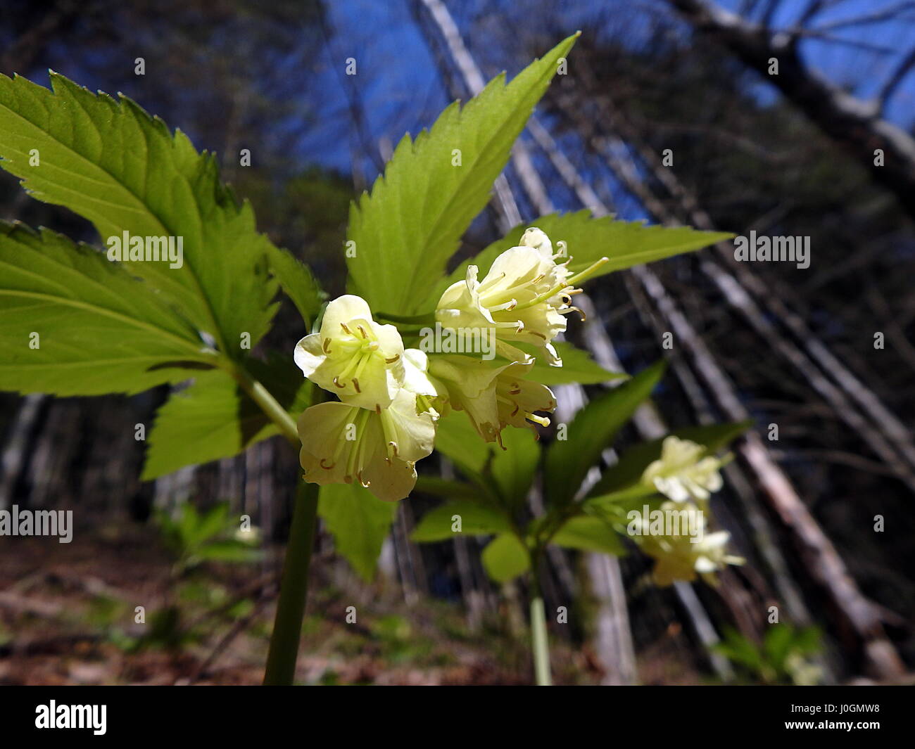 (Dentaria enneaphyllos), yellow flower, Stock Photo