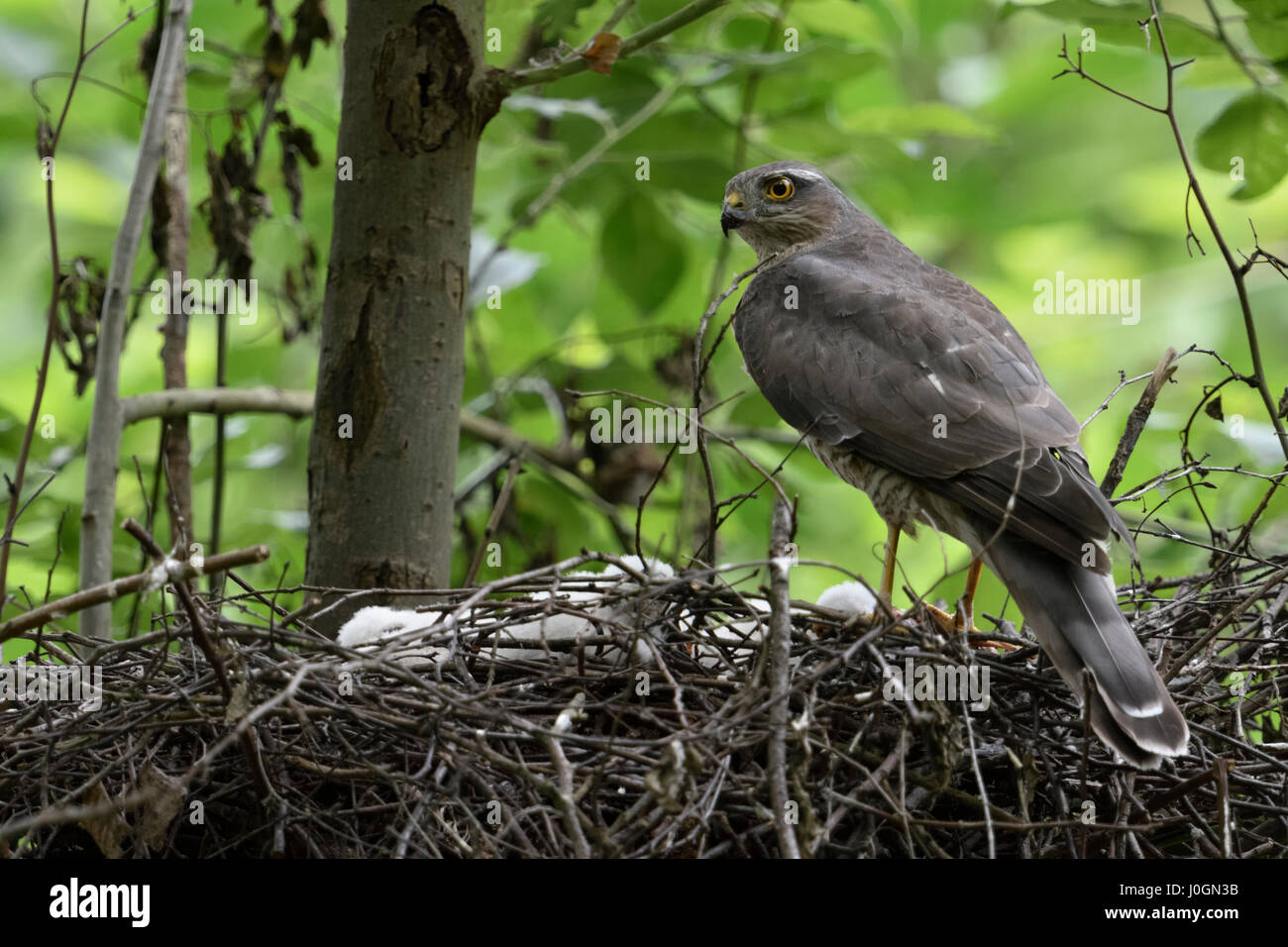 Sparrowhawk / Sperber ( Accipiter nisus ), female with chicks, standing on the edge of its nest, watching back over shoulder, backside view. Stock Photo