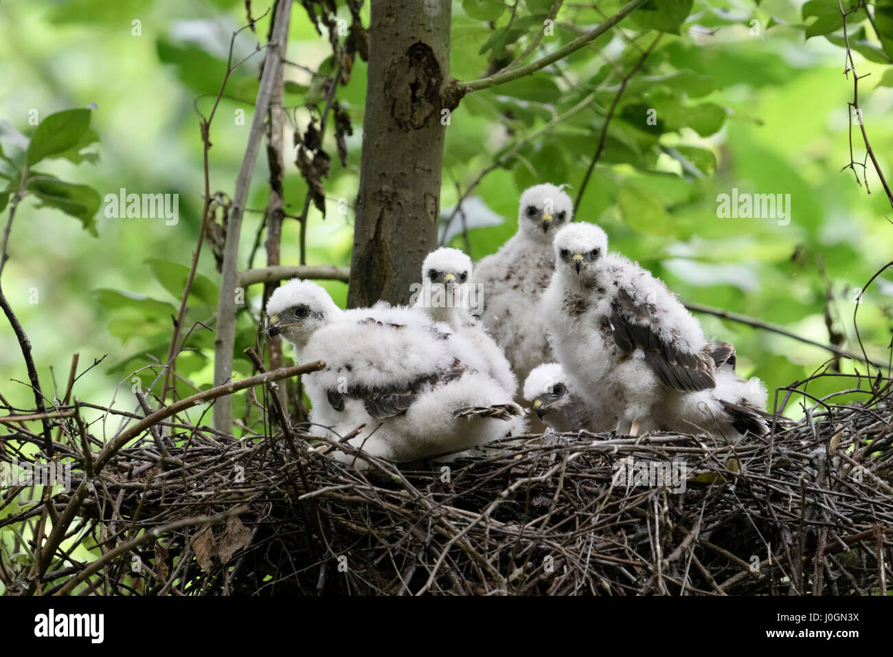 Eurasian Sparrowhawks / Sperber ( Accipiter nisus ), chicks, sitting in their eyrie, hopeful watching, waiting for food, wildlife, Germany. Stock Photo