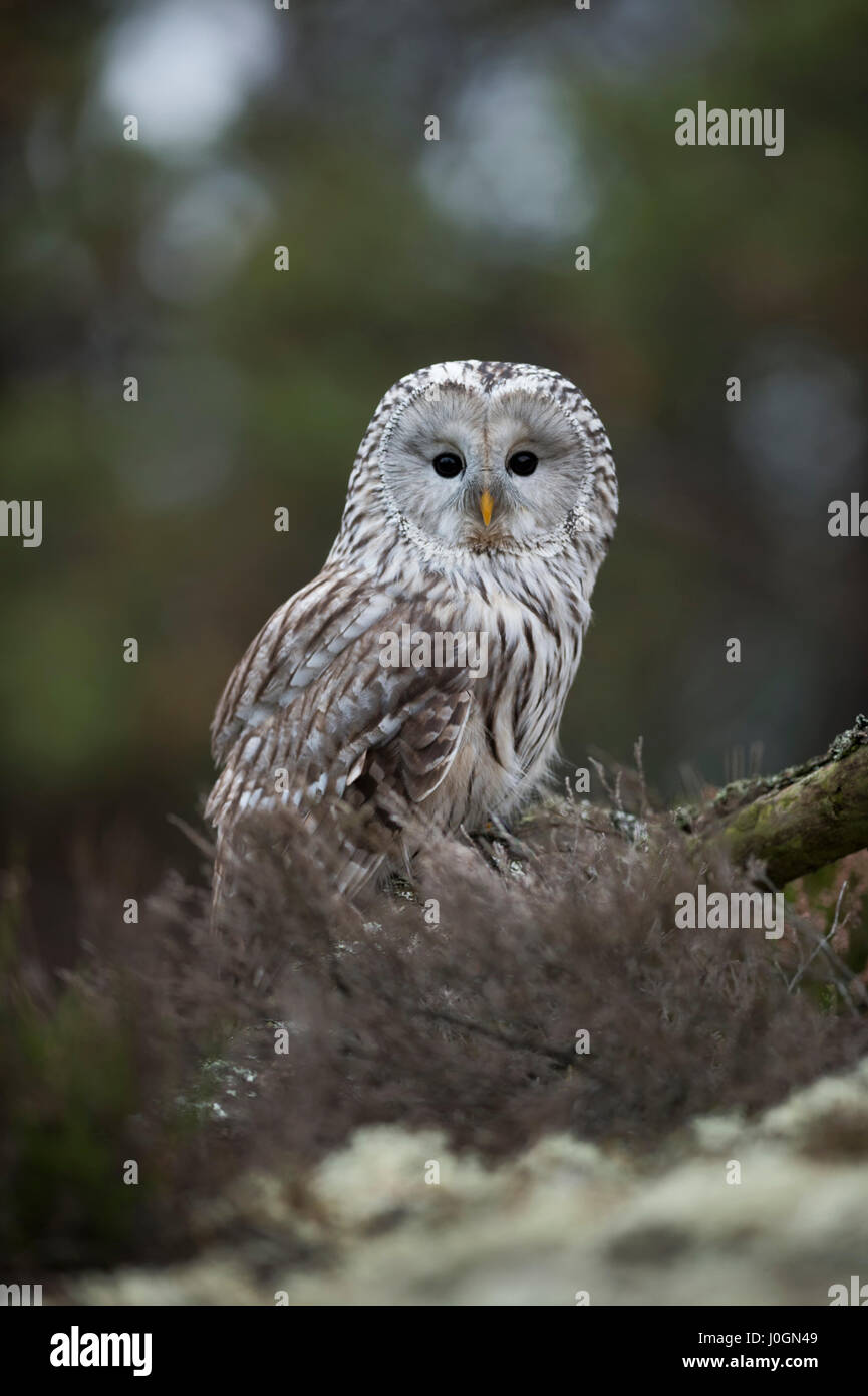 Ural Owl / Habichtskauz ( Strix uralensis ) sitting on the ground, turning its head, beuatiful big black eyes, natural surrounding. Stock Photo