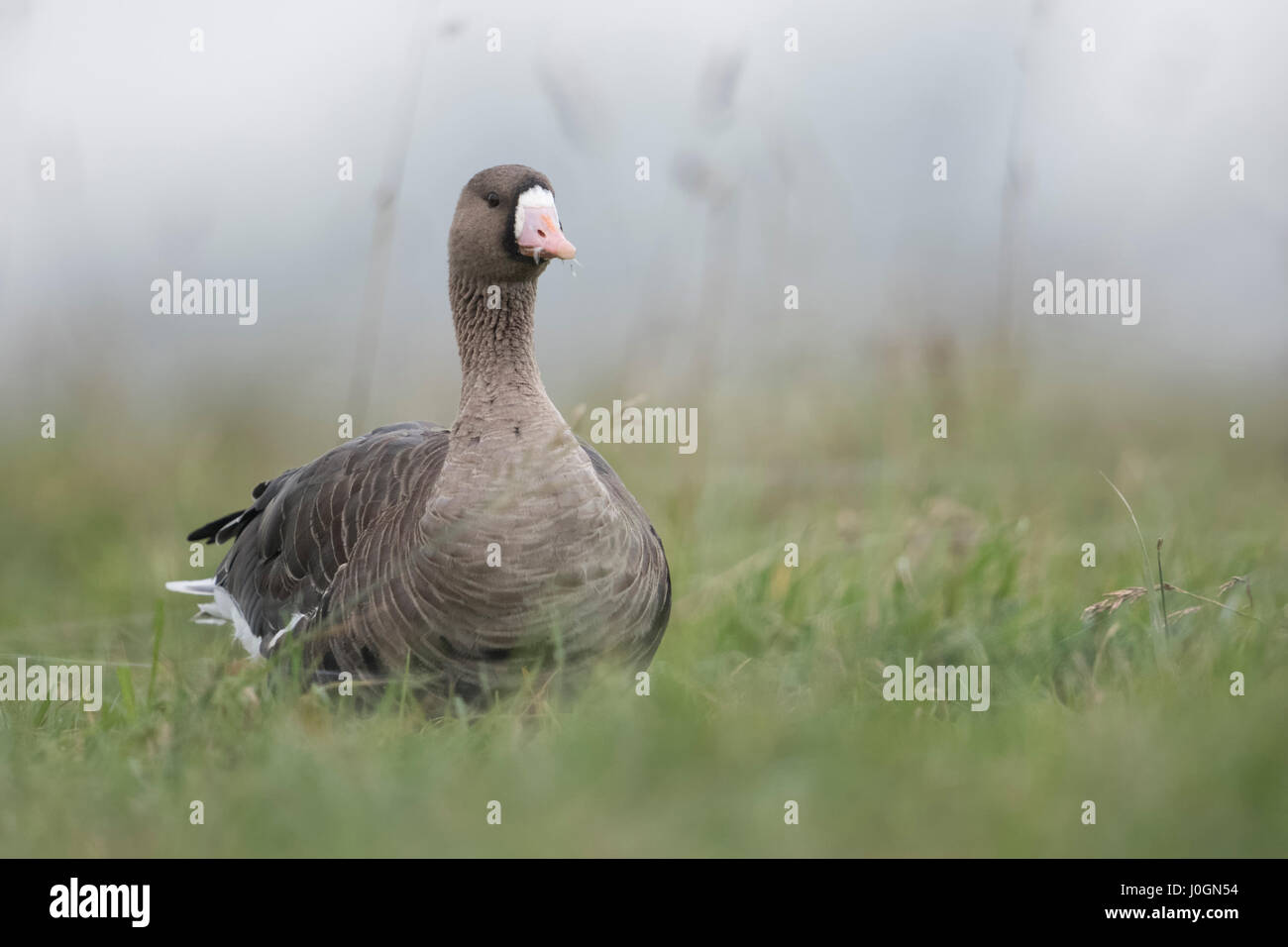 Greater White-fronted Goose / Blaessgans ( Anser albifrons ), arctic winter guest, sitting in high grass of a meadow, feeding, wildlife. Stock Photo