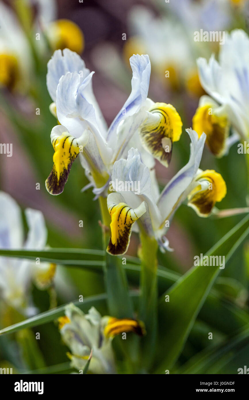 Iris Warlsind, hybrid  Iris warleyensis x Iris aucheri, in bloom, white yellow iris, blossoms color combination Stock Photo