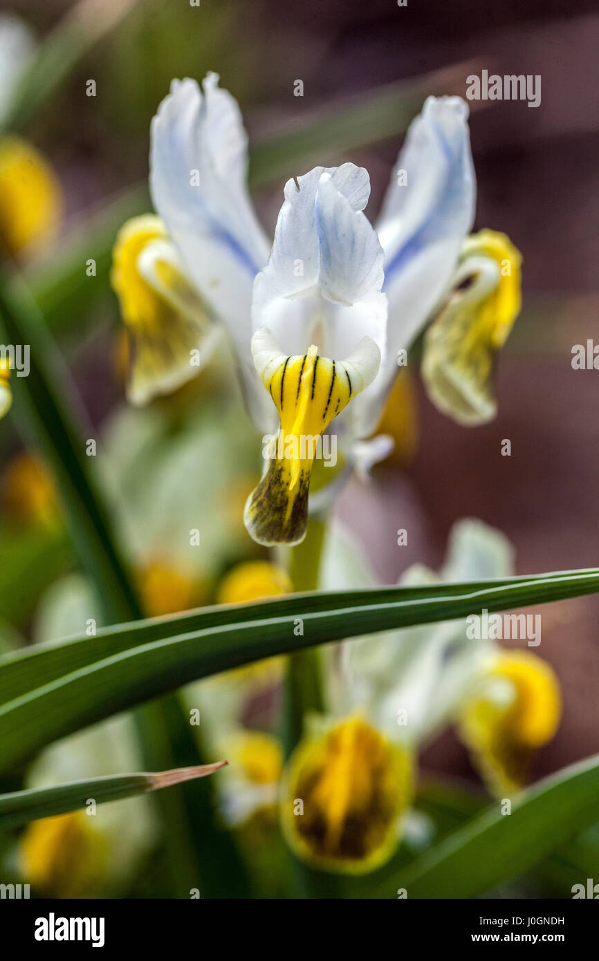 Iris Warlsind, hybrid  Iris warleyensis x Iris aucheri, in bloom Stock Photo