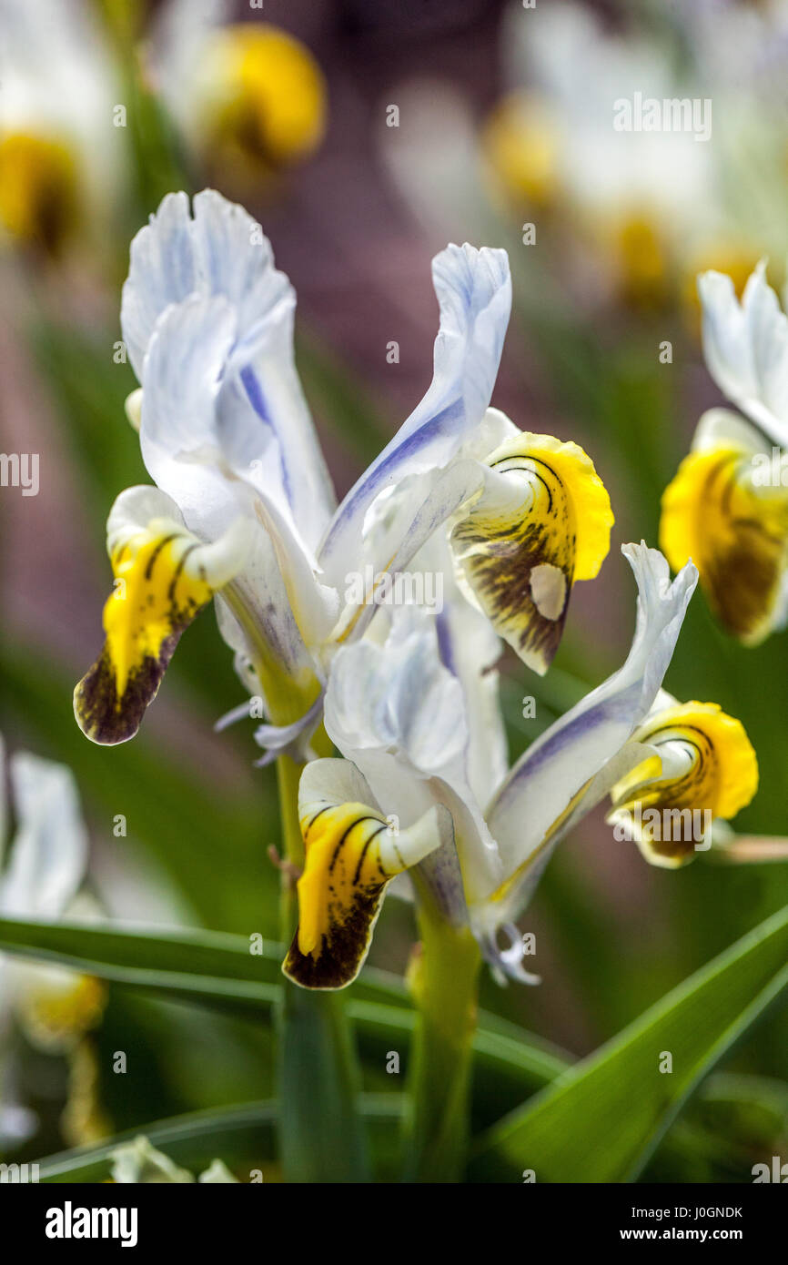 Iris Warlsind, hybrid  Iris warleyensis x Iris aucheri, in bloom, white yellow iris, blossoms color combination Iris juno Stock Photo