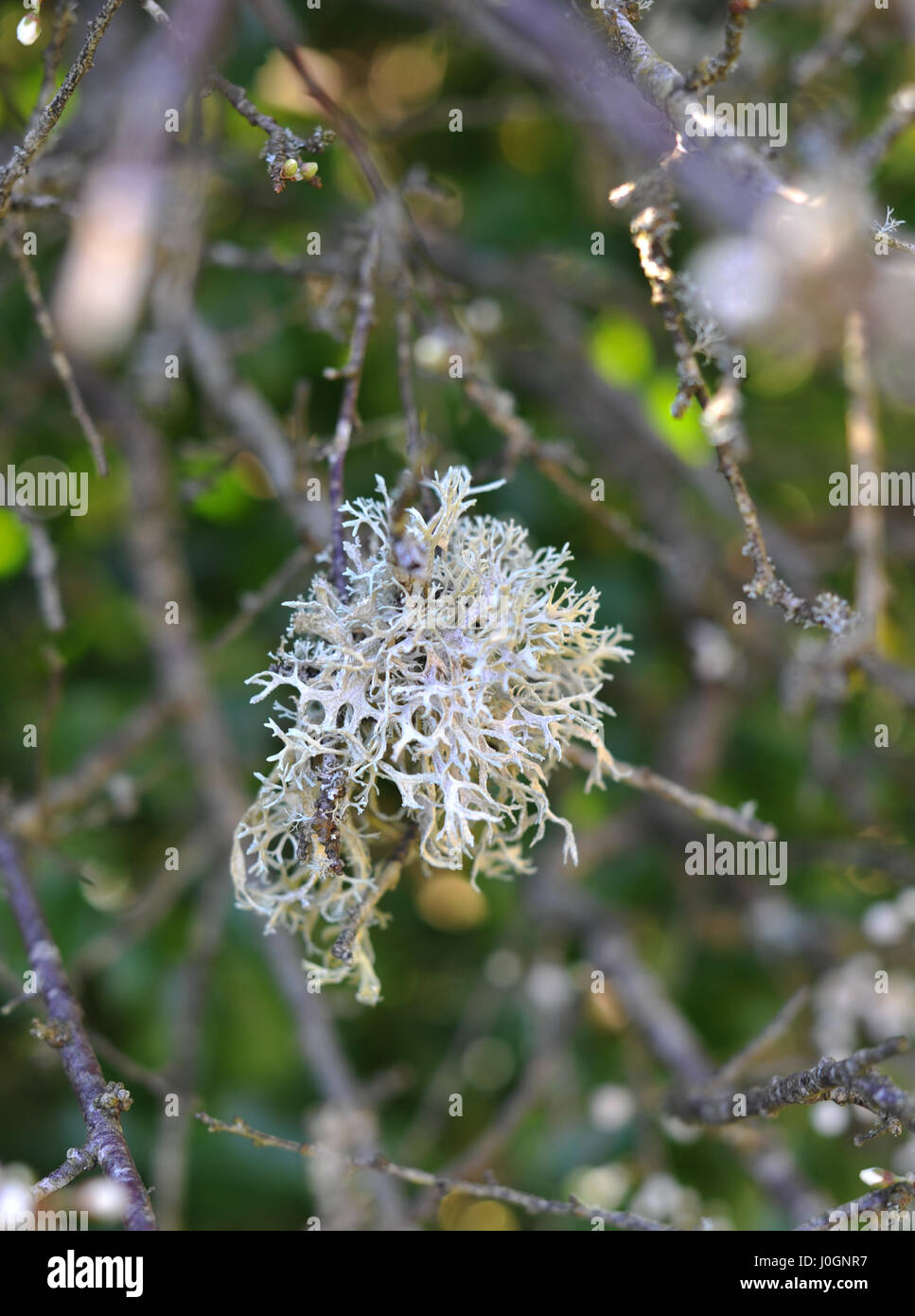 Frilly lichens such as this Usnea  are more resistant to pollution  and grow on tree branches Stock Photo