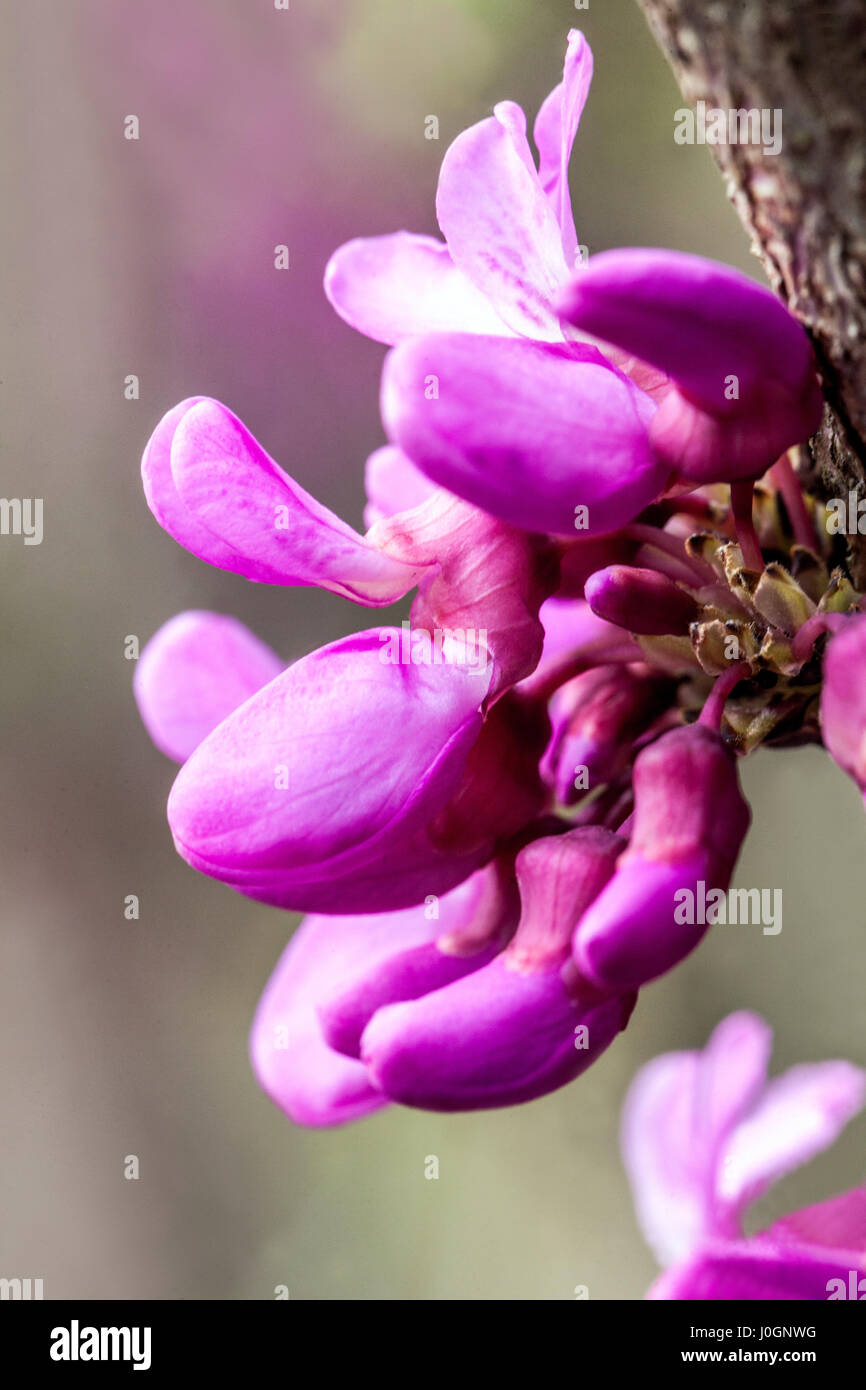 Cercis chinensis 'Avondale', Chinese redbud, close up pink flower on the twig Stock Photo