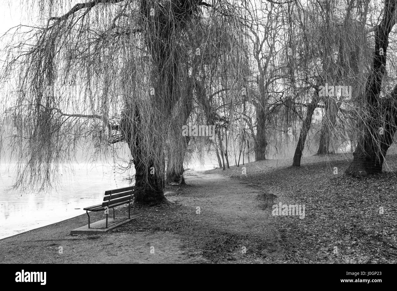 Mysterious weeping willows at waters edge in fog. Stock Photo