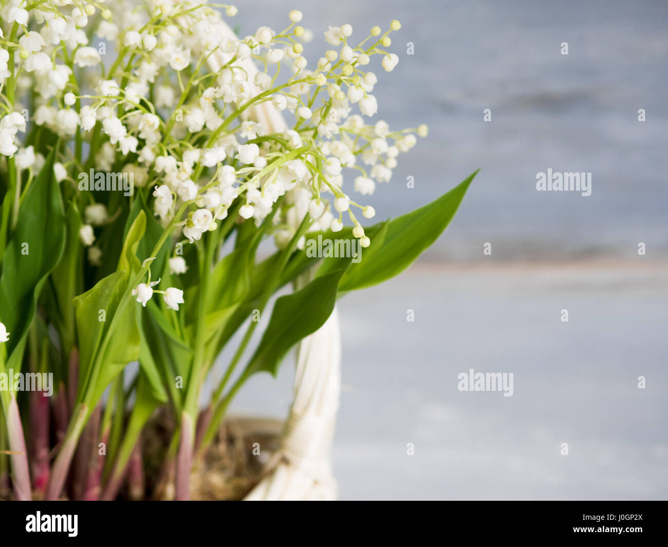 Lilies in a white wicker basket. Fresh spring flowers as a gift. Free ...