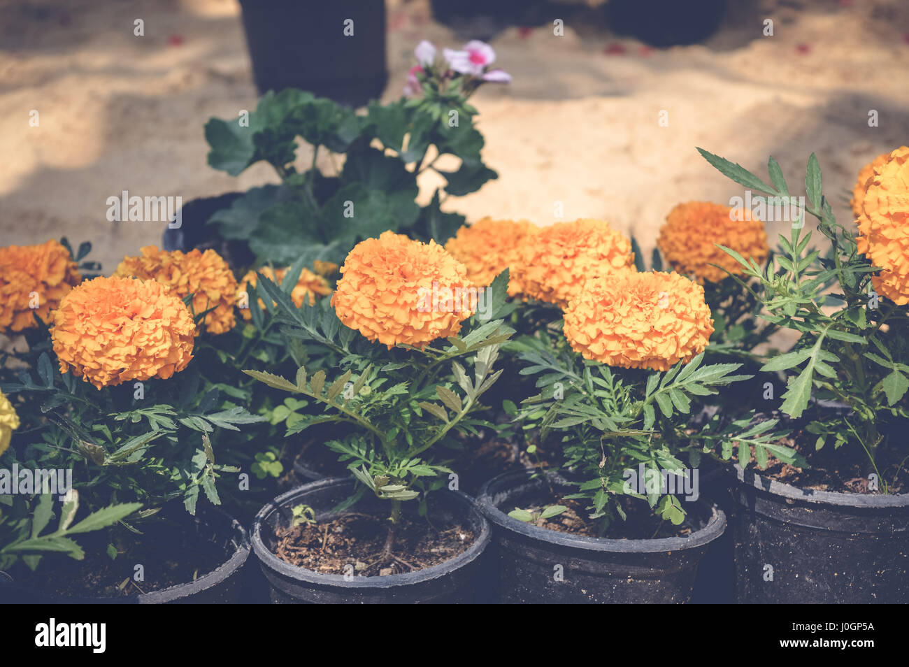 yellow and orange marigold flowers background Stock Photo - Alamy