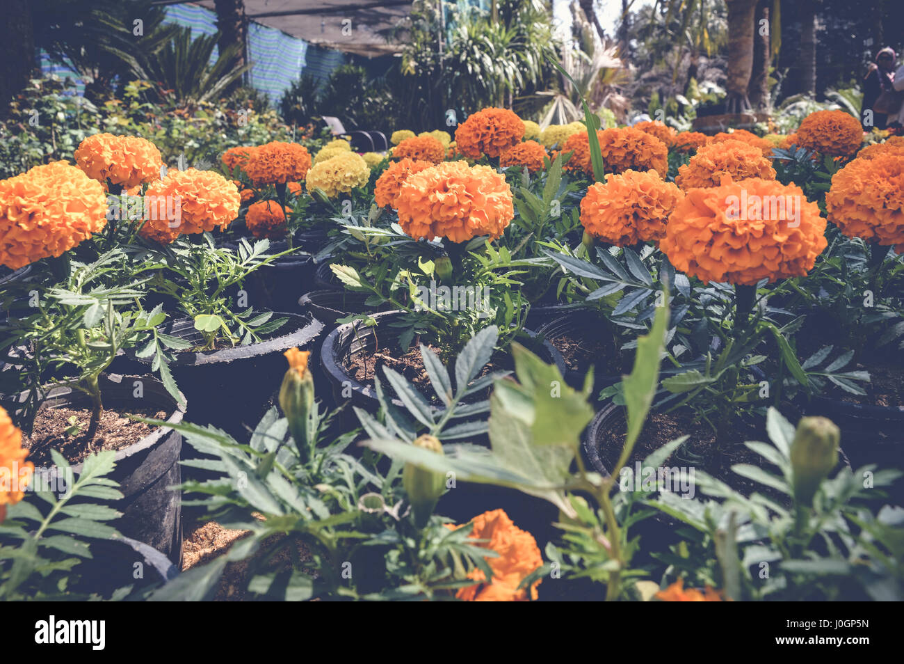 yellow and orange marigold flowers background Stock Photo - Alamy