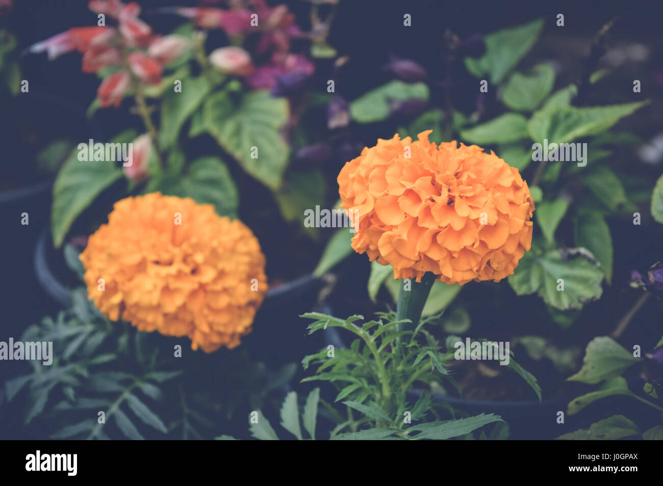 orange marigold flowers background Stock Photo - Alamy