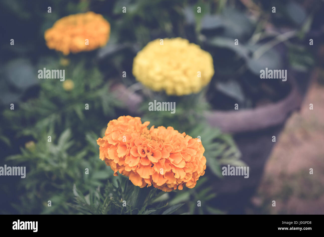 yellow and orange marigold flowers background Stock Photo - Alamy