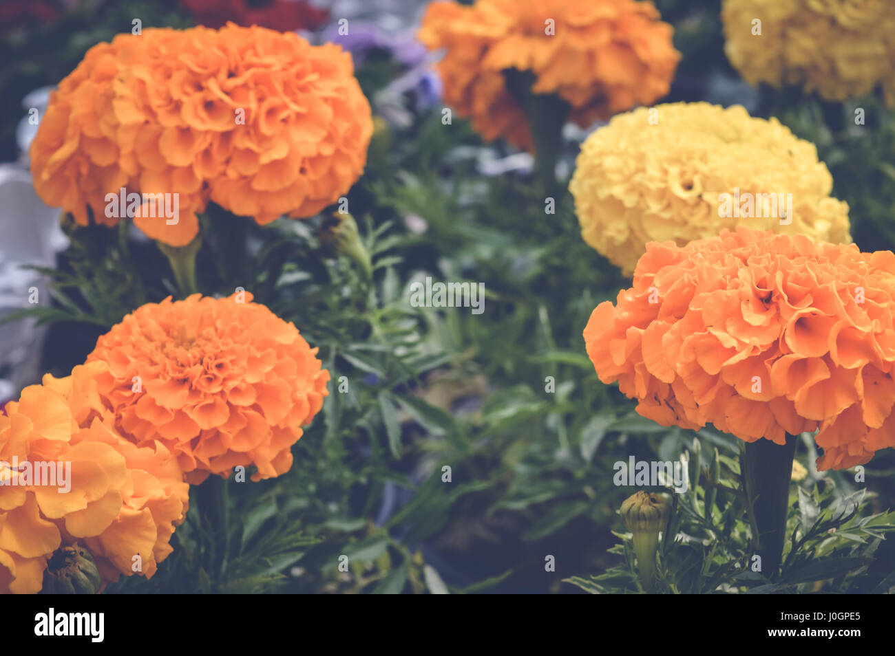 yellow and orange marigold flowers background Stock Photo - Alamy
