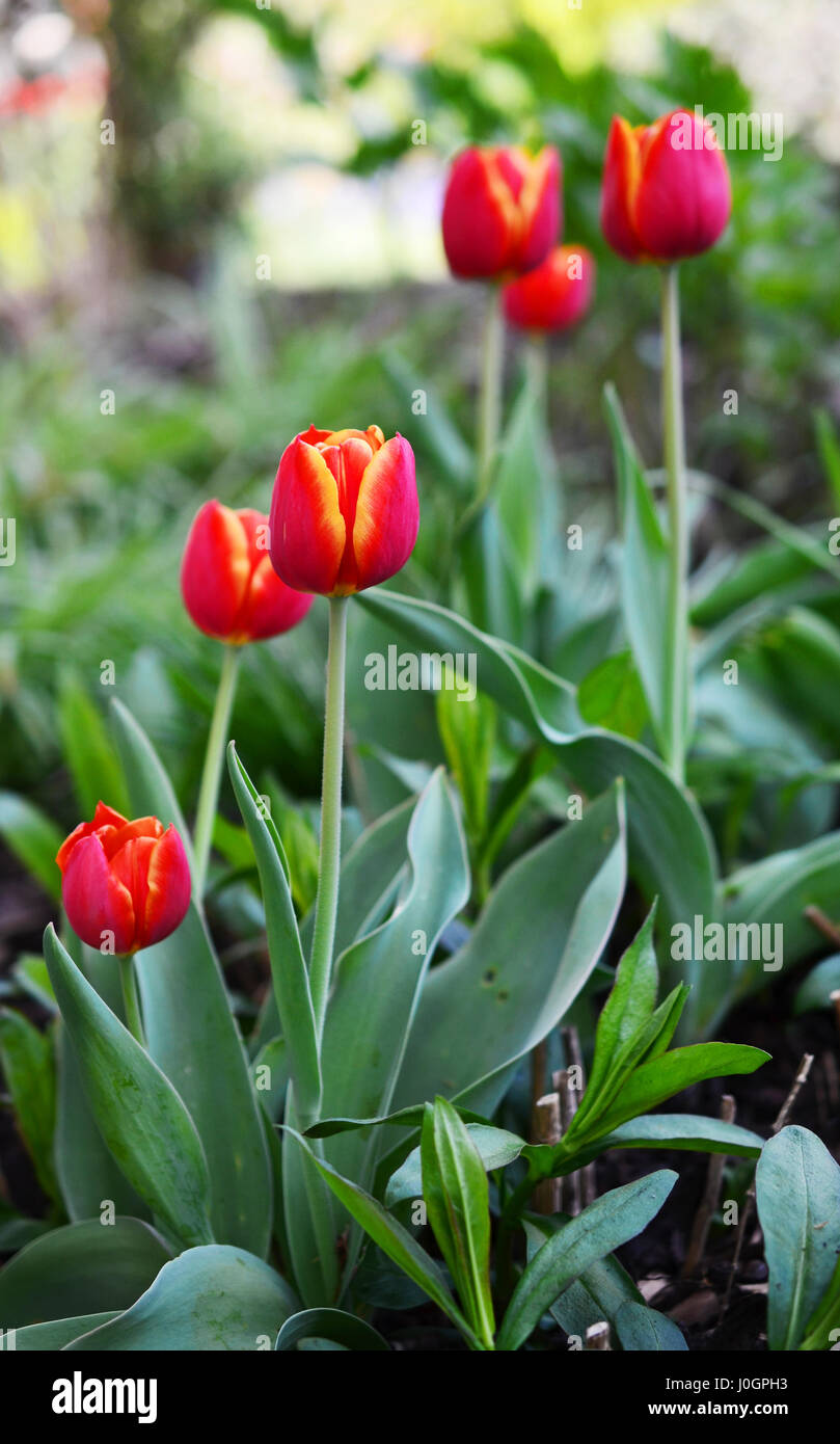 Close up view of red and yellow tulips with green background Stock ...