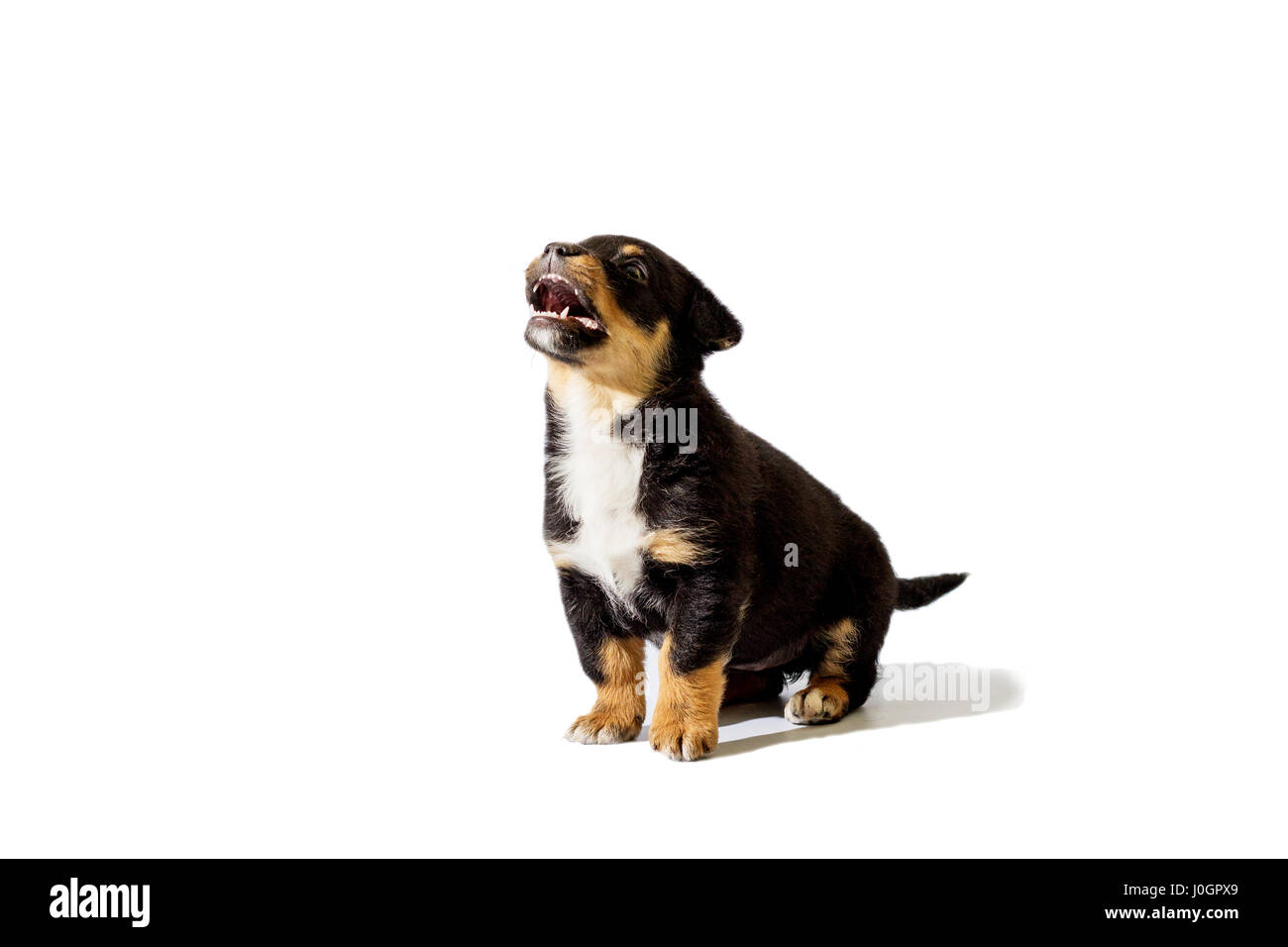 little puppy sitting on a white background Stock Photo - Alamy