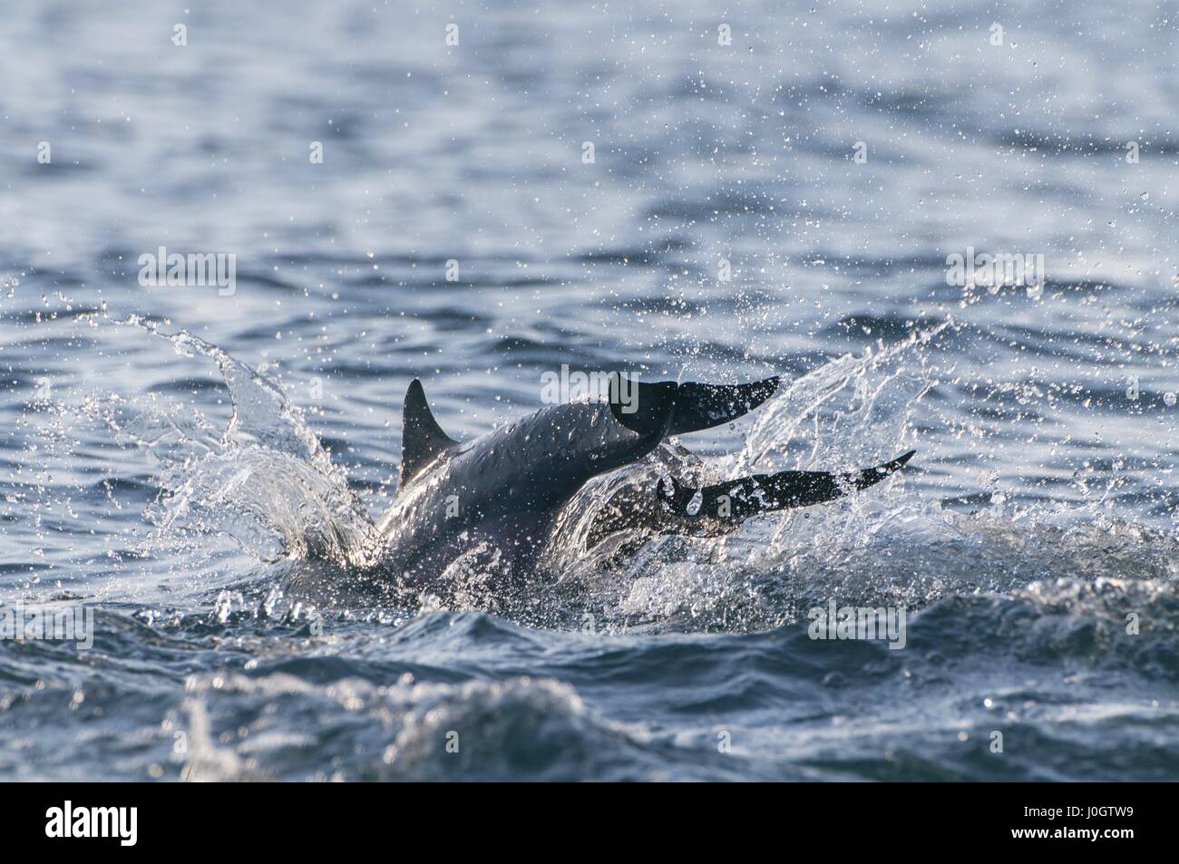 Bottlenose Dolphins, Trincomalee, Sri Lanka Stock Photo