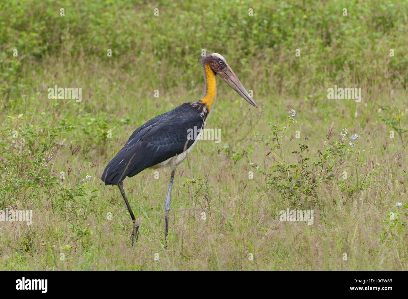 The greater adjutant (Leptoptilos dubius) a member of the stork family, Ciconiidae. Yala National park, Sri Lanka. Stock Photo