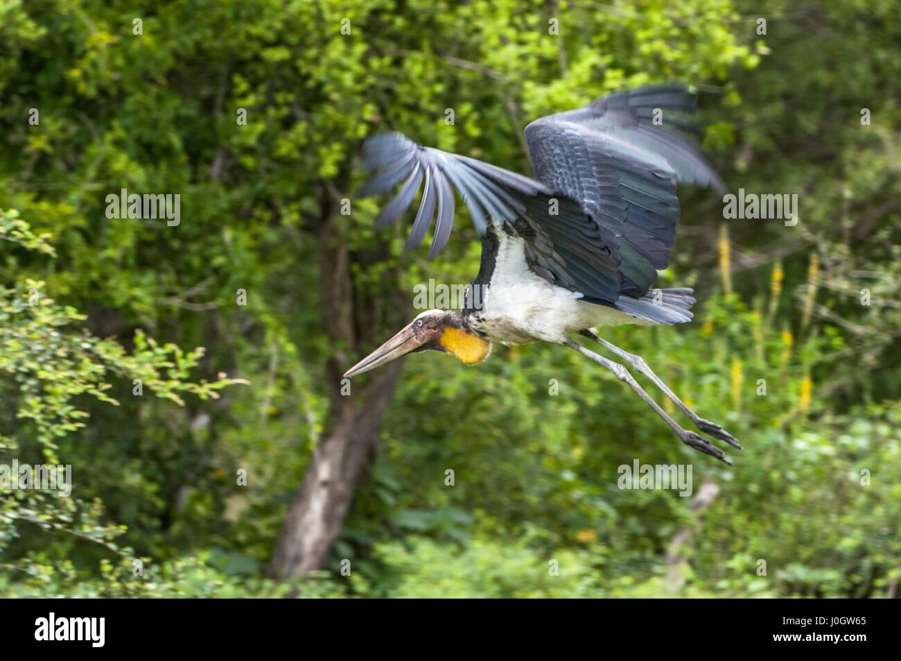 The greater adjutant (Leptoptilos dubius) a member of the stork family, Ciconiidae. Yala National park, Sri Lanka. Stock Photo