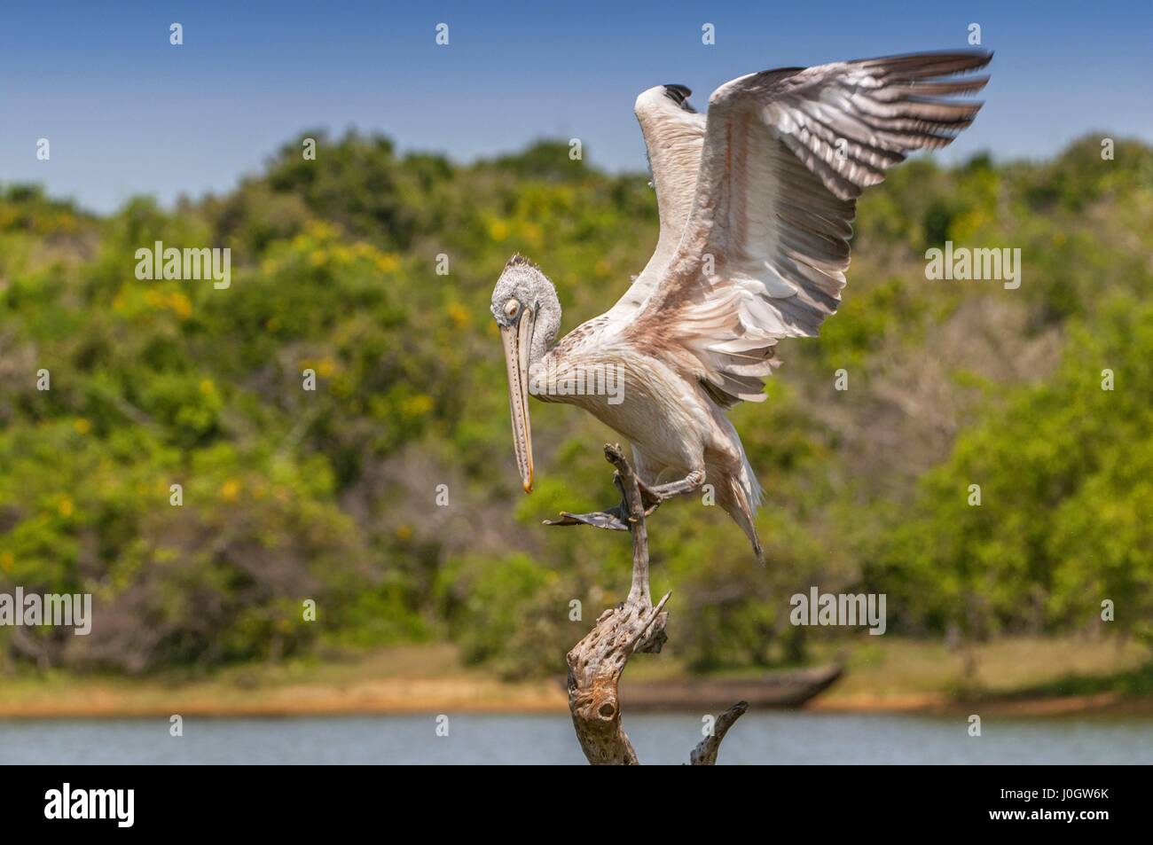 Spot-billed pelican or grey pelican (Pelecanus philippensis), Yala national patk, Sri Lanka Stock Photo