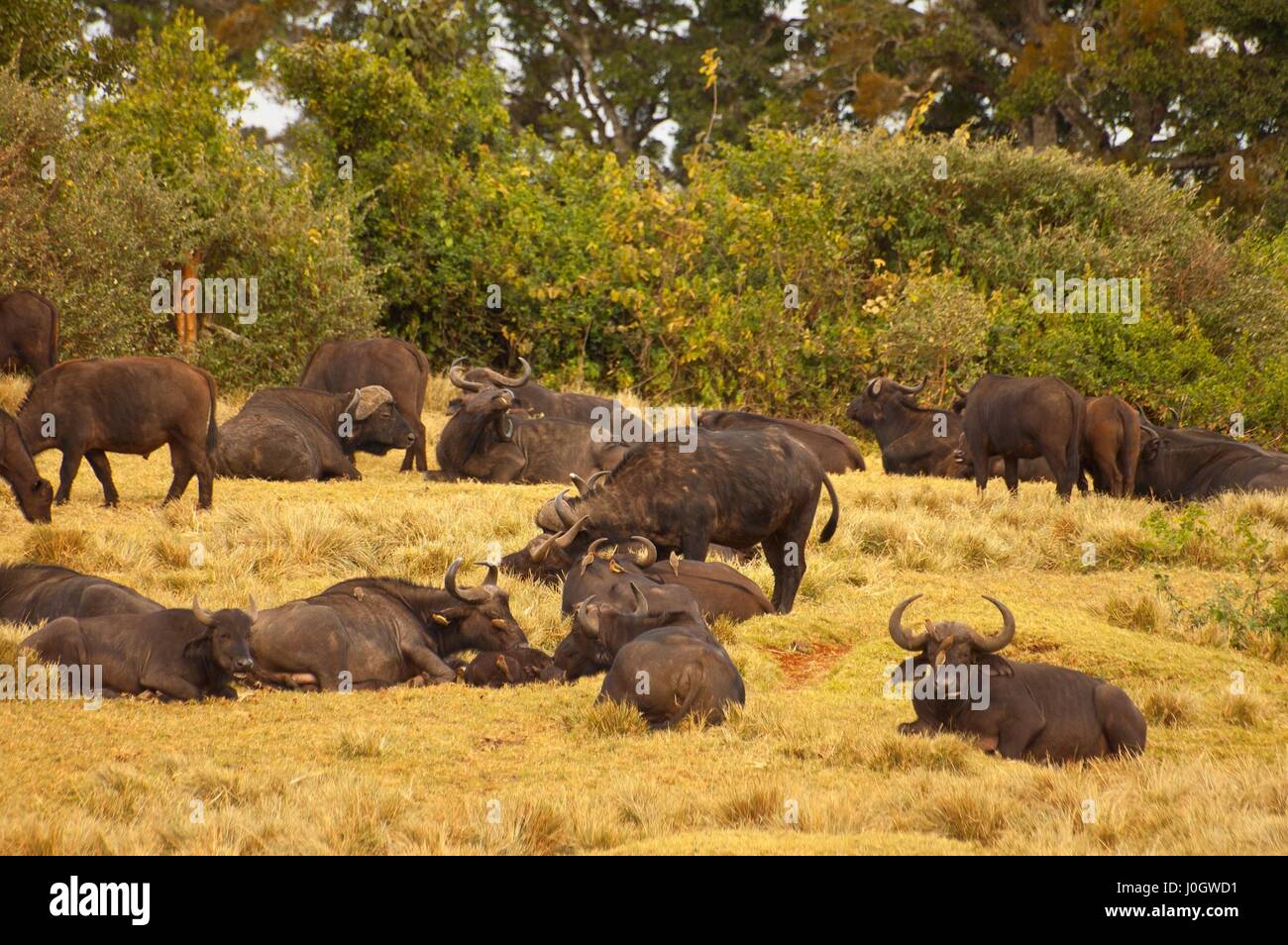 The African buffalos or Cape buffalos (Syncerus caffer), a large African bovine, Aberdare National Park, Kenya. Stock Photo