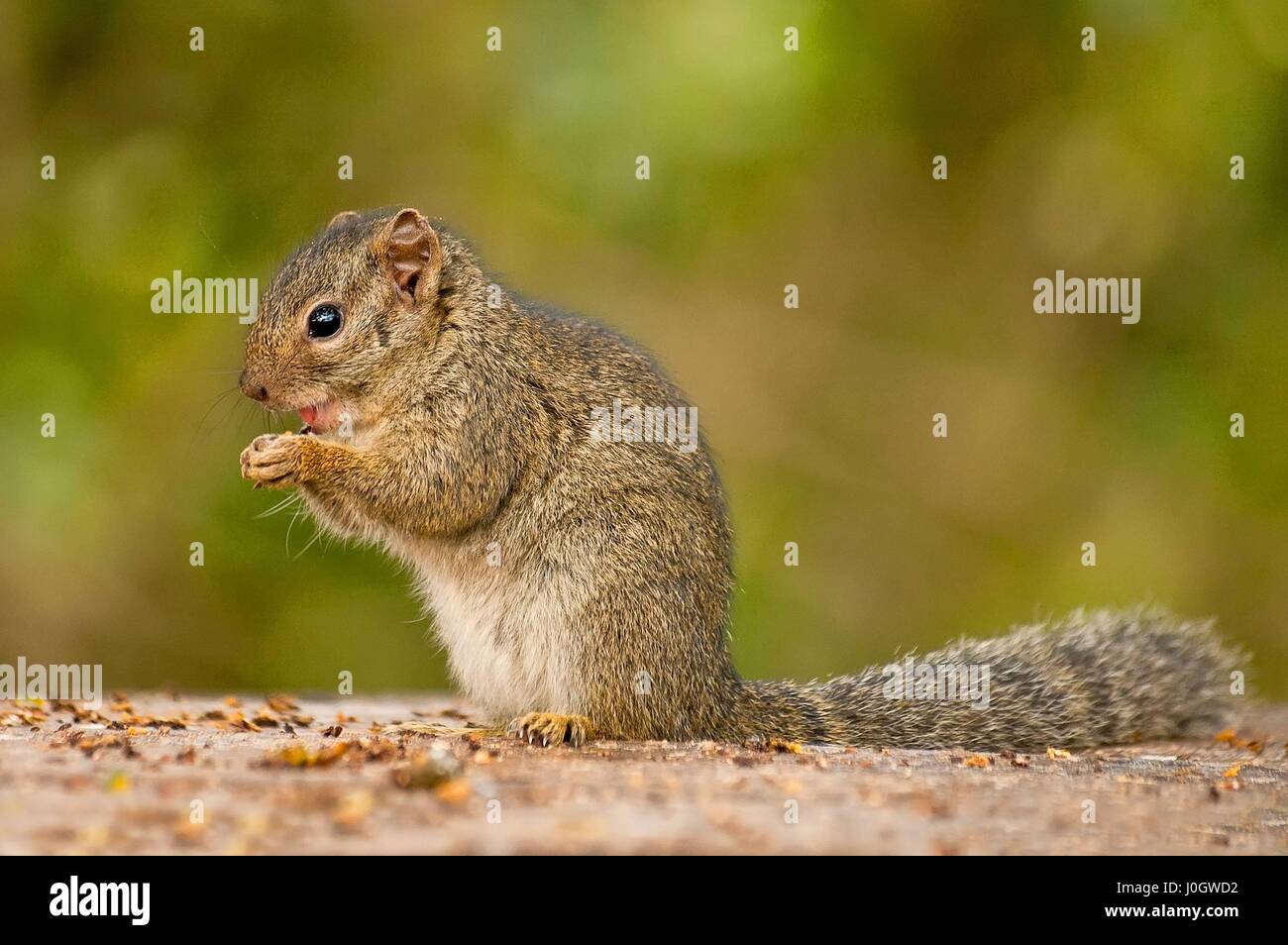 The African bush squirrels are a genus, Paraxerus, squirrels of the subfamily Xerinae. They are only found in Africa. Aberdare National Park, Kenya Stock Photo