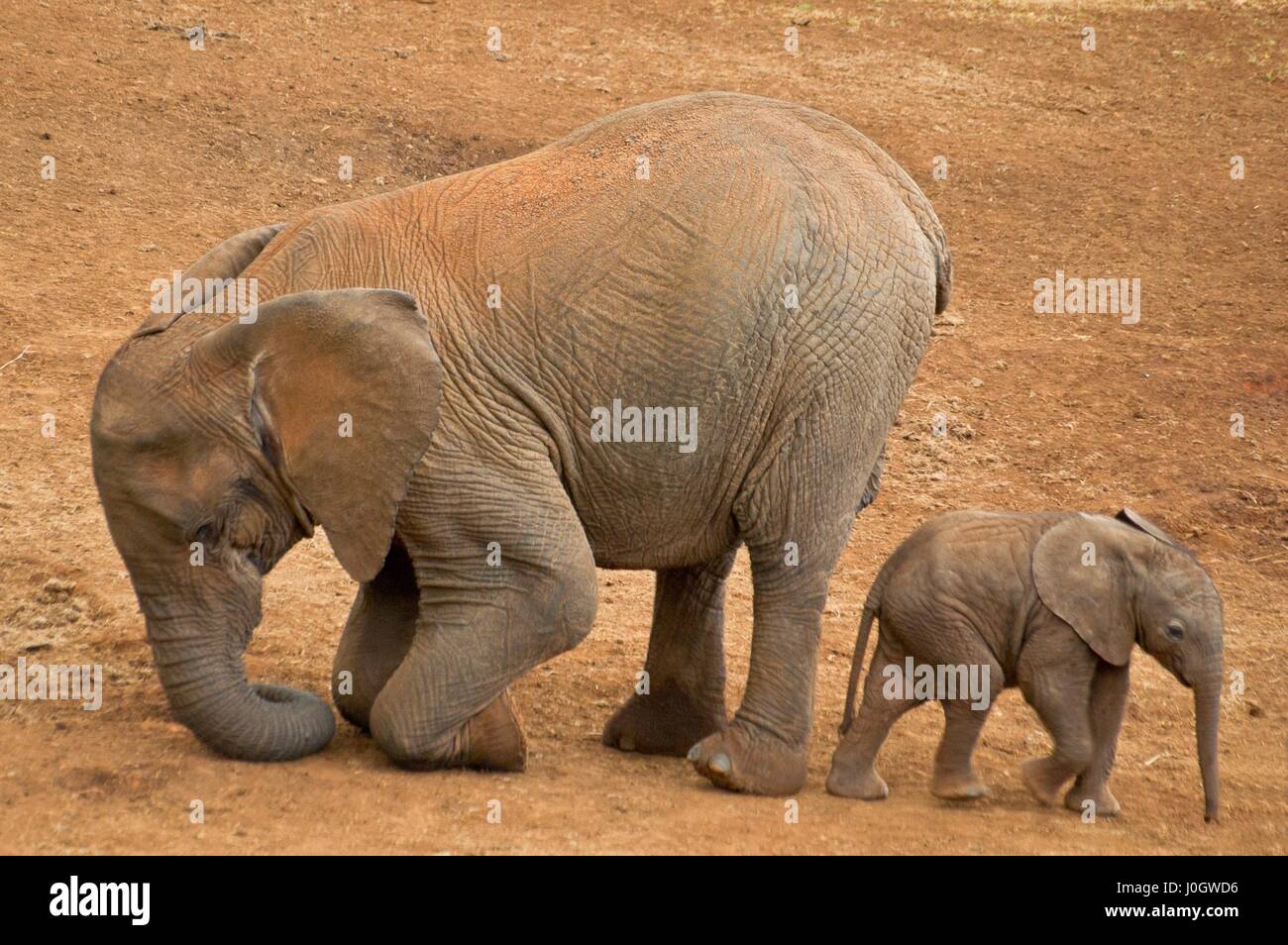 Young african elephant (Loxodonta africana) with mother, Aberdare National Park, Kenya Stock Photo