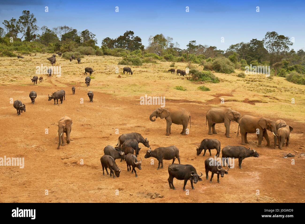 African buffaloes (Syncerus caffer) with elephants in Aberdare National Park, Kenya Stock Photo