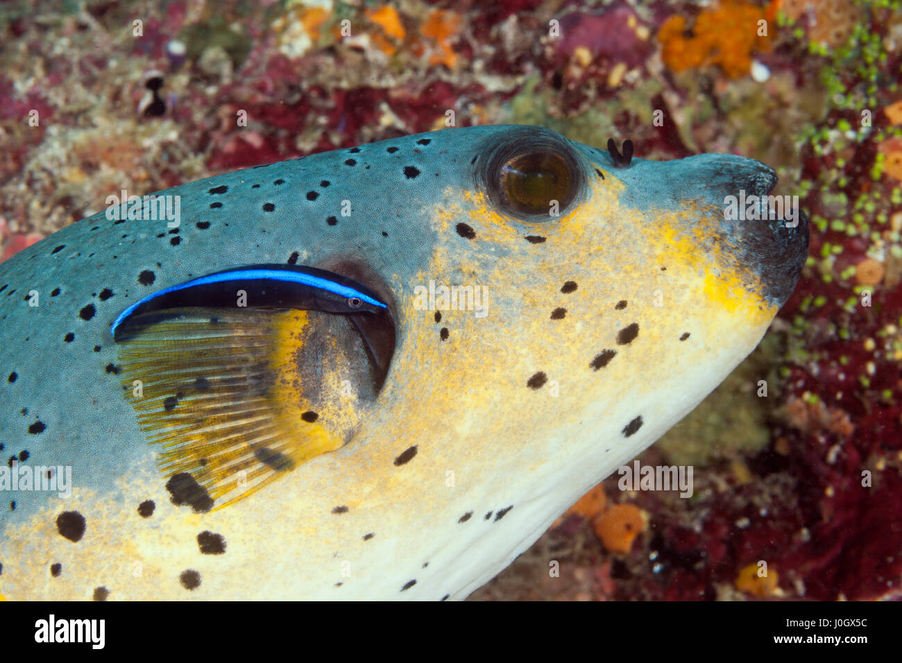 Blackspotted Puffer and Cleaner Wrasse, Arothron nigropunctatus, South Male Atoll, Maldives Stock Photo