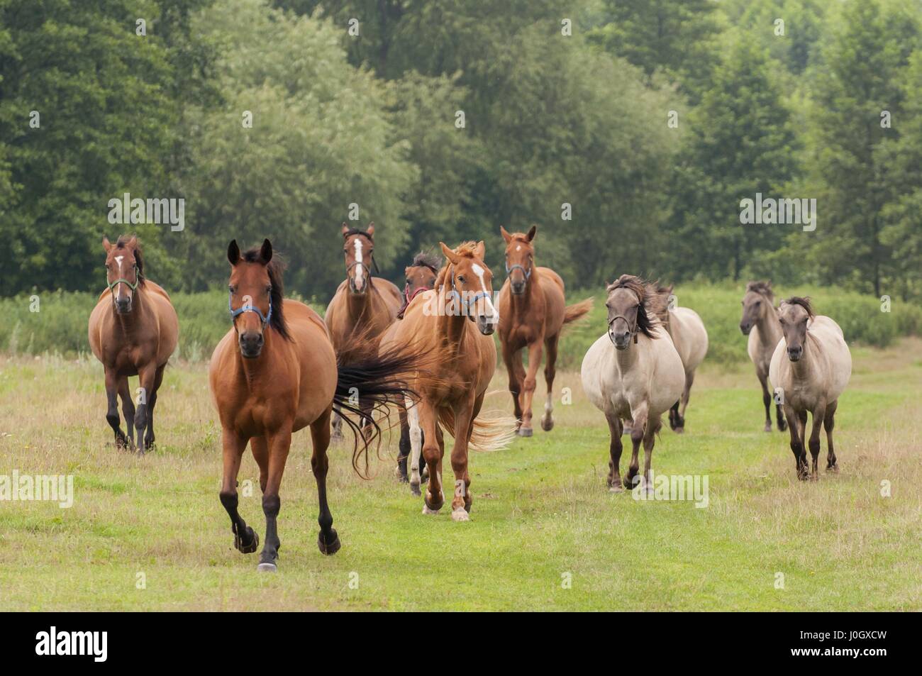Horses in the breeding yard in Pentowo, Podlasie Poland Stock Photo Alamy