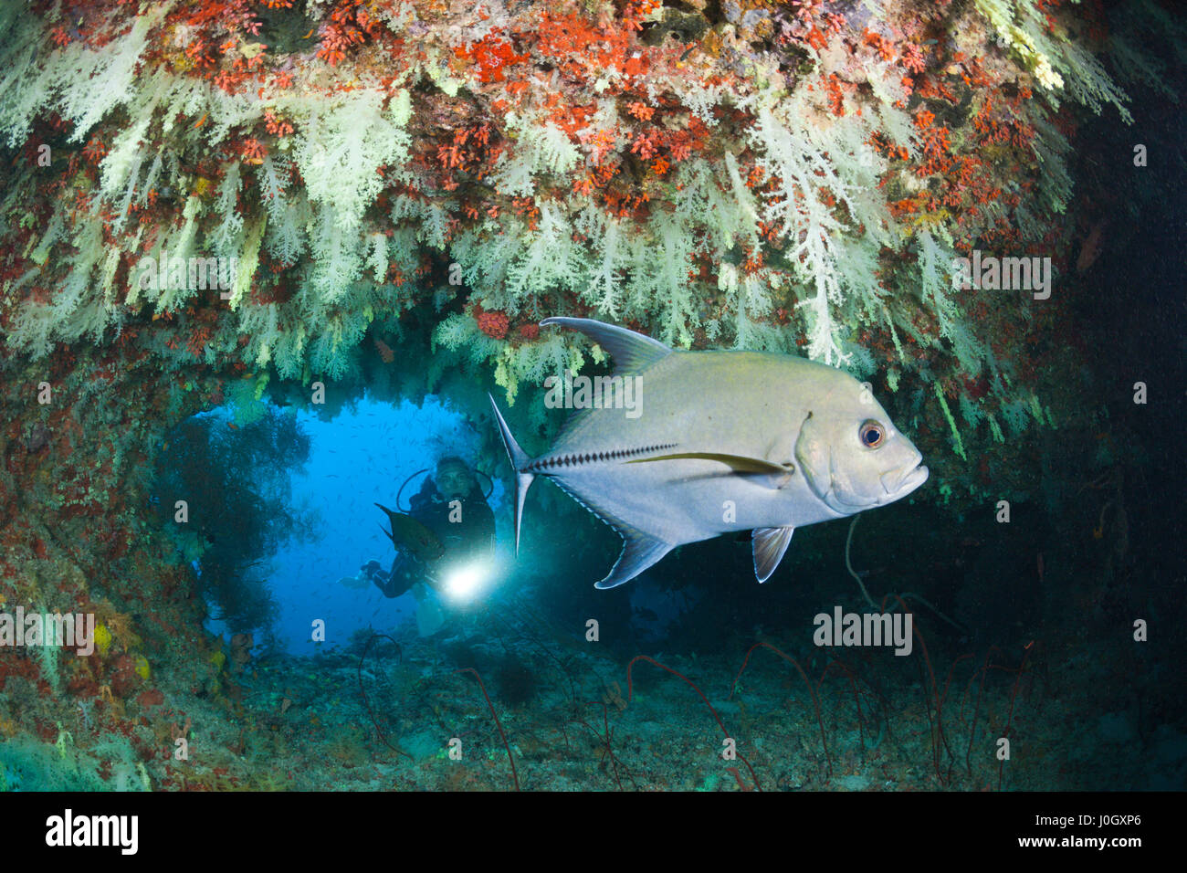 Scuba Diver exploring Overhang, Felidhu Atoll, Maldives Stock Photo