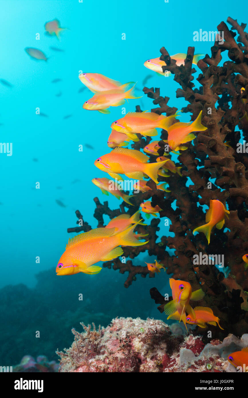 Lyretail Anthias over Coral Reef, Pseudanthias squamipinnis, South Male Atoll, Maldives Stock Photo