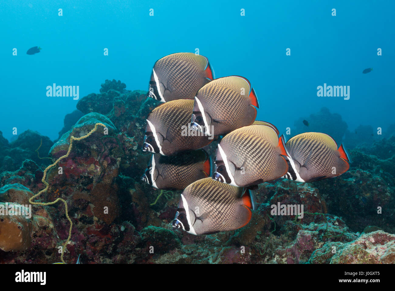 Shoal of Redtail Butterflyfish, Chaetodon collare, South Male Atoll, Maldives Stock Photo