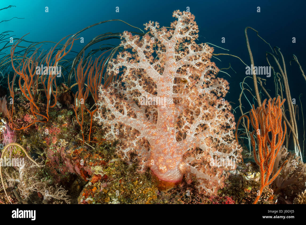 Soft Coral, Dendronephthya sp., Cenderawasih Bay, West Papua, Indonesia Stock Photo