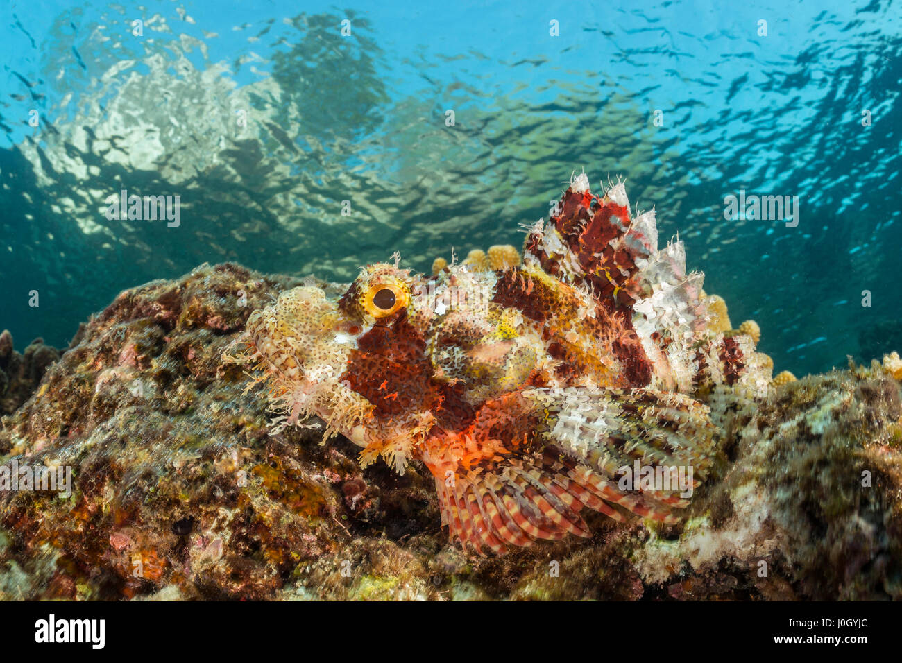 Tasselled Scorpionfish, Scorpaenopsis oxycephala, Cenderawasih Bay, West Papua, Indonesia Stock Photo