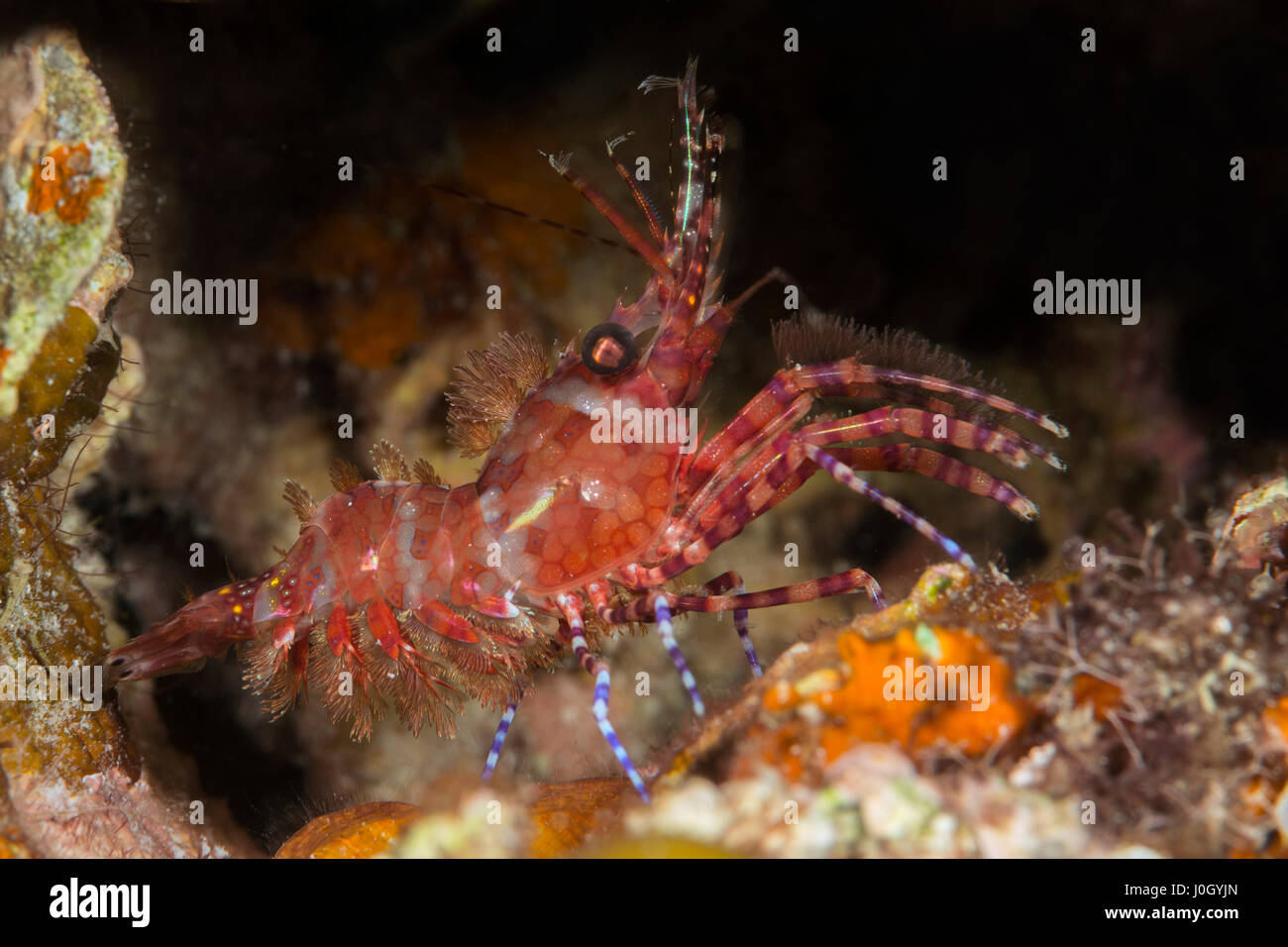 Marbled Shrimp, Saron sp., Cenderawasih Bay, West Papua, Indonesia Stock Photo
