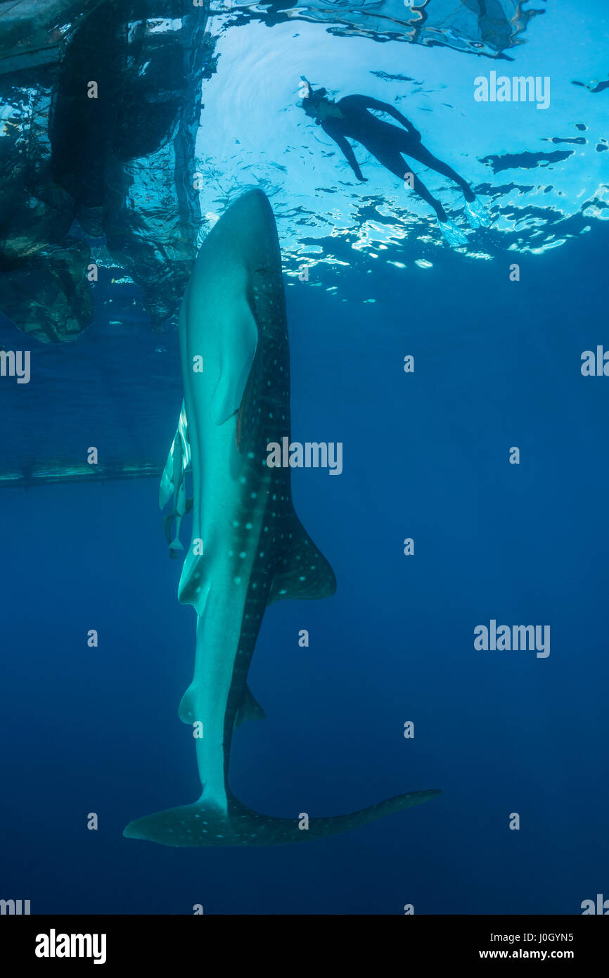 Whale Shark underneath Fishing Platform, Rhincodon typus, Cenderawasih ...