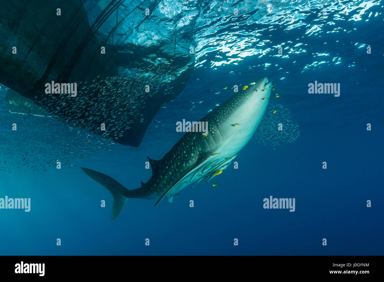 Whale Shark underneath Fishing Platform, Rhincodon typus, Cenderawasih Bay, West Papua, Indonesia Stock Photo