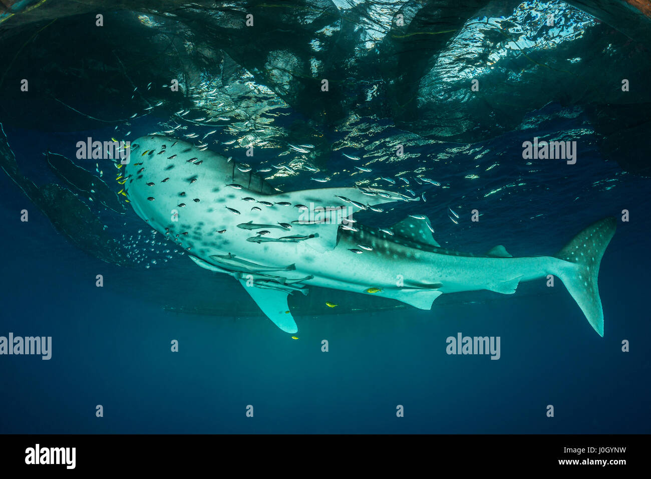 Whale Shark underneath Fishing Platform, Rhincodon typus, Cenderawasih Bay, West Papua, Indonesia Stock Photo