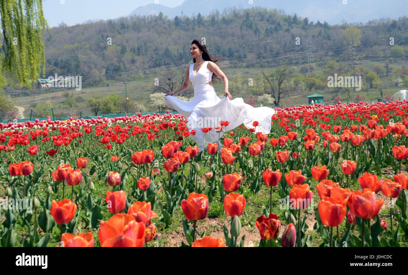 Srinagar, Indian Administered Kashmir:14.April.Bollywood stars, Arayan Babar and Sumita Gatkar shooting a song for their upcoming movie hain Tujay Salm India at Tulip Garden Srinagar.©Sofi Suhail/Alamy Live News Stock Photo