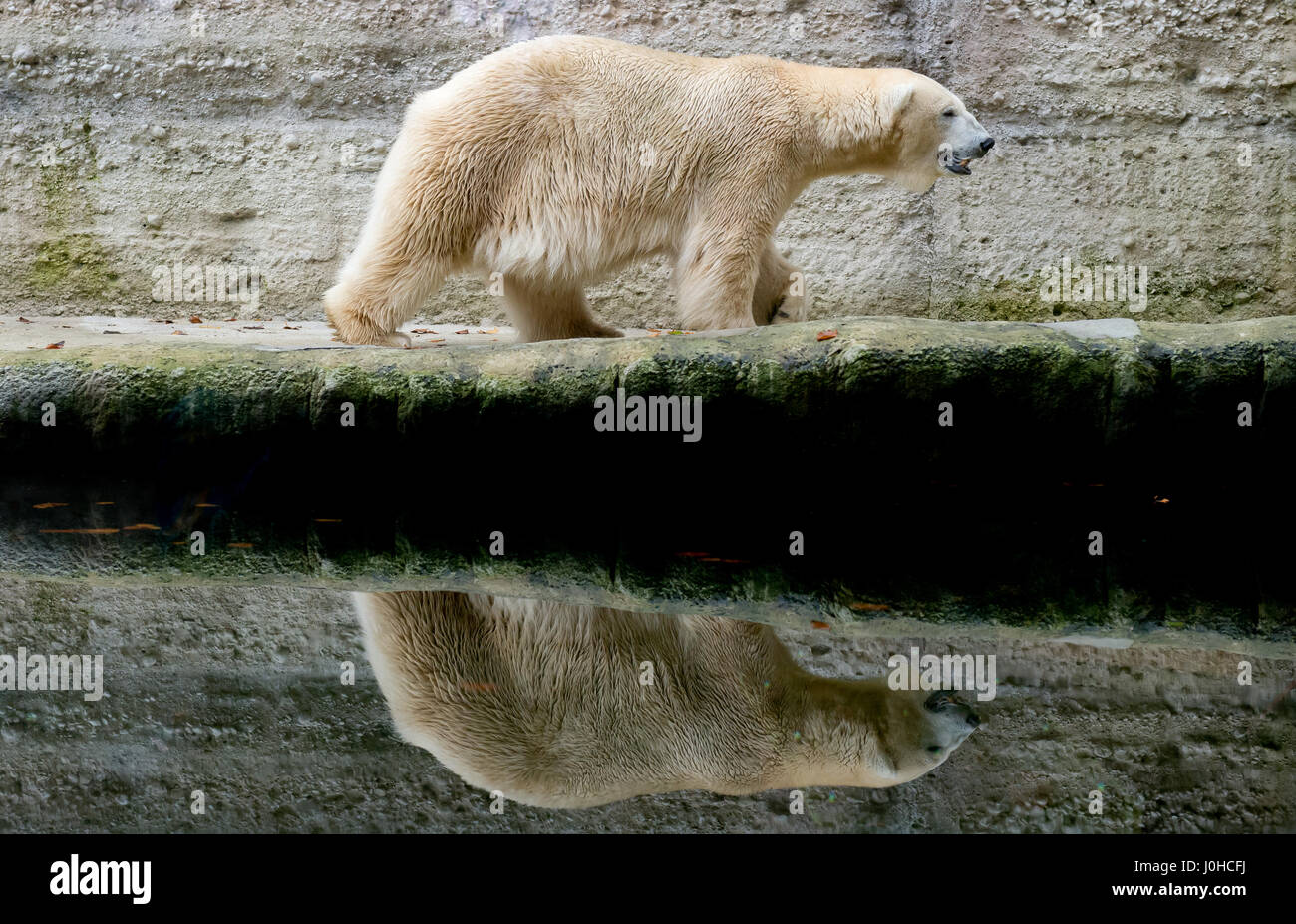 Munich, Germany. 07th Nov, 2014. (FILE) · An archive picture, dated 07.11.2014, shows the polar bear "Yoghi" walking in its enclosement at the Hellabrunn Zoo in Munich, Germany. According to an announcement made by the Zoo on Good Friday, Yoghi met an untimely death on 13 April 2017. (from dpa's "Yoghi the polar bear dies" from 14 April 2017) Photo: Sven Hoppe/dpa/Alamy Live News Stock Photo